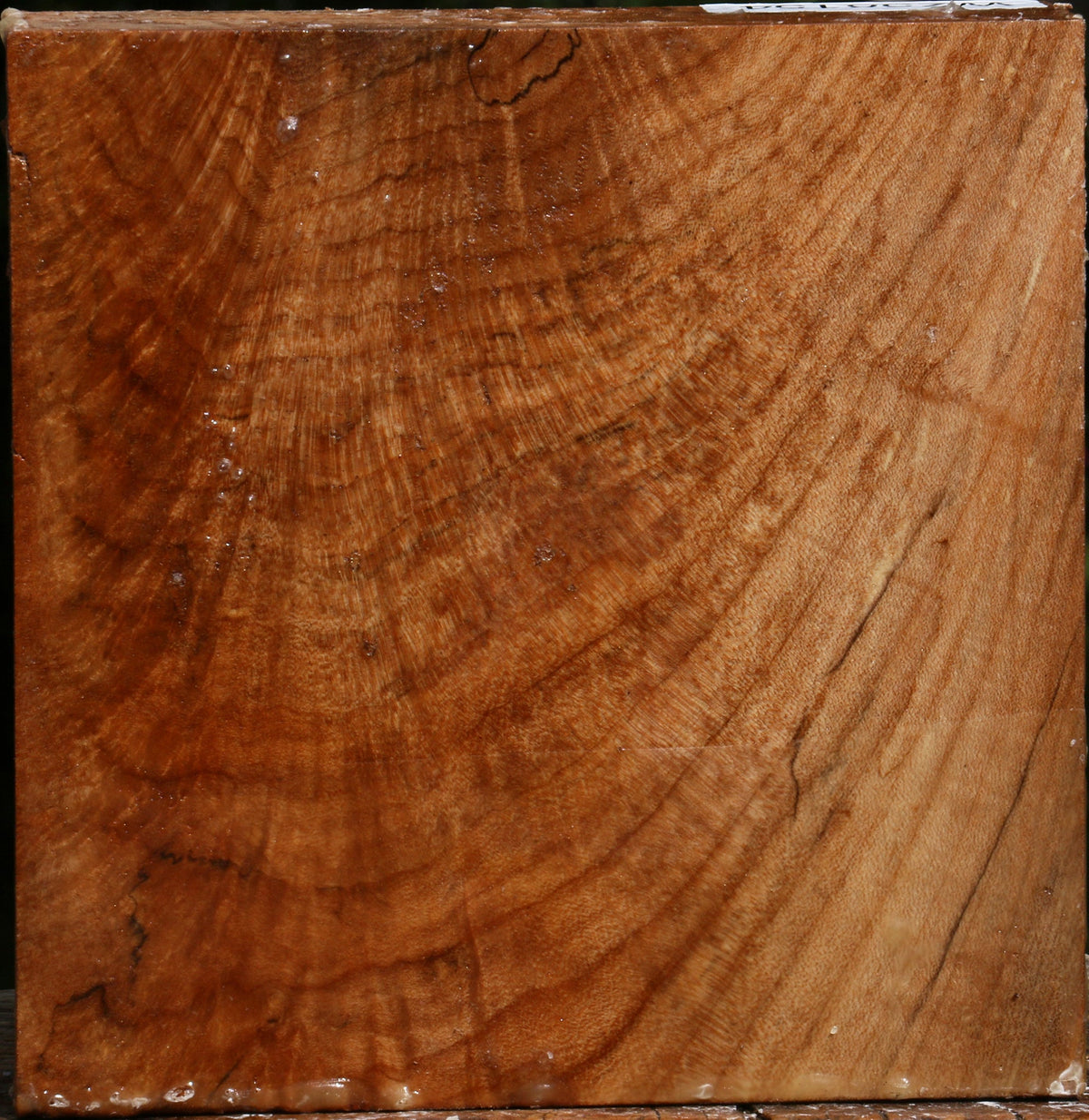 Extra Fancy Maple Bowl Blank