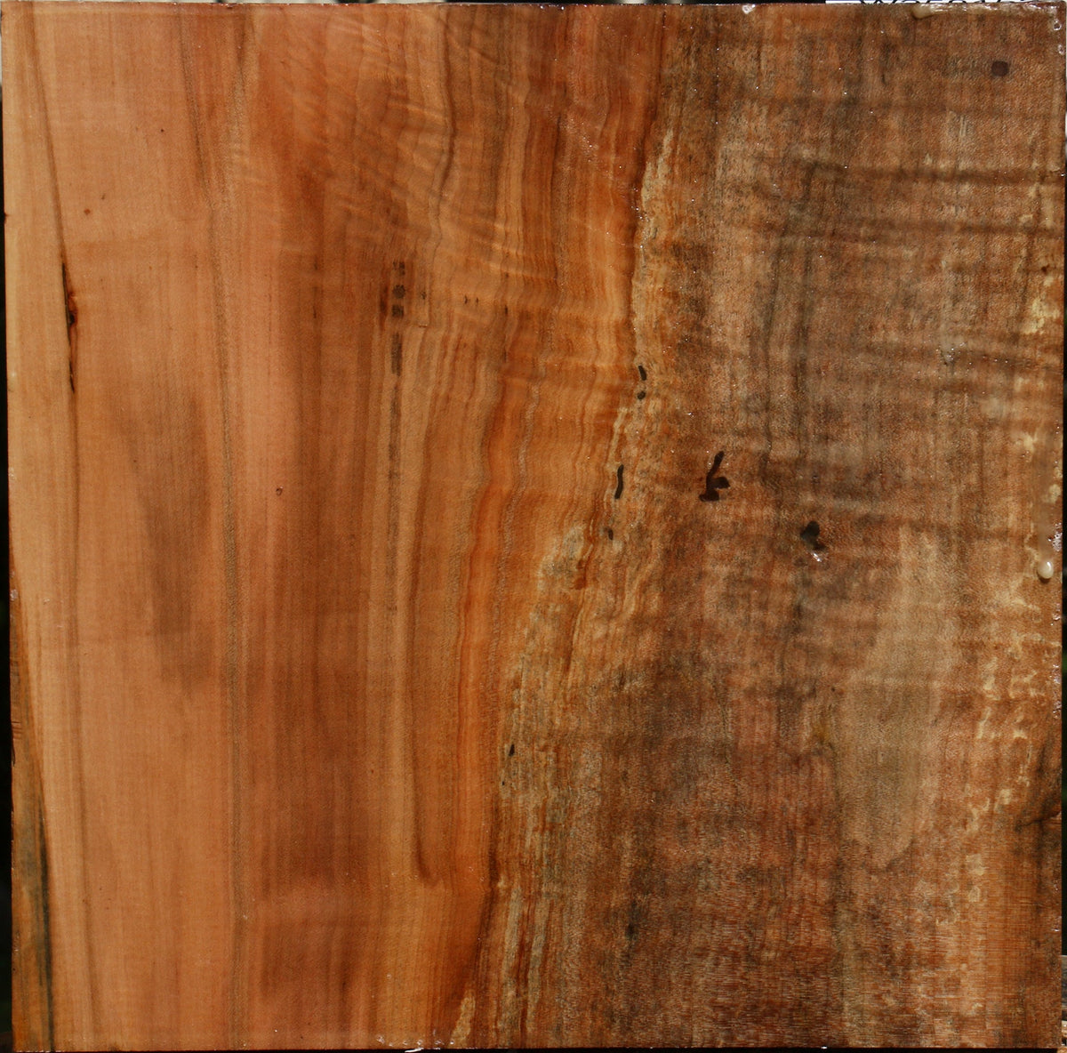 Figured Maple Platter Blank
