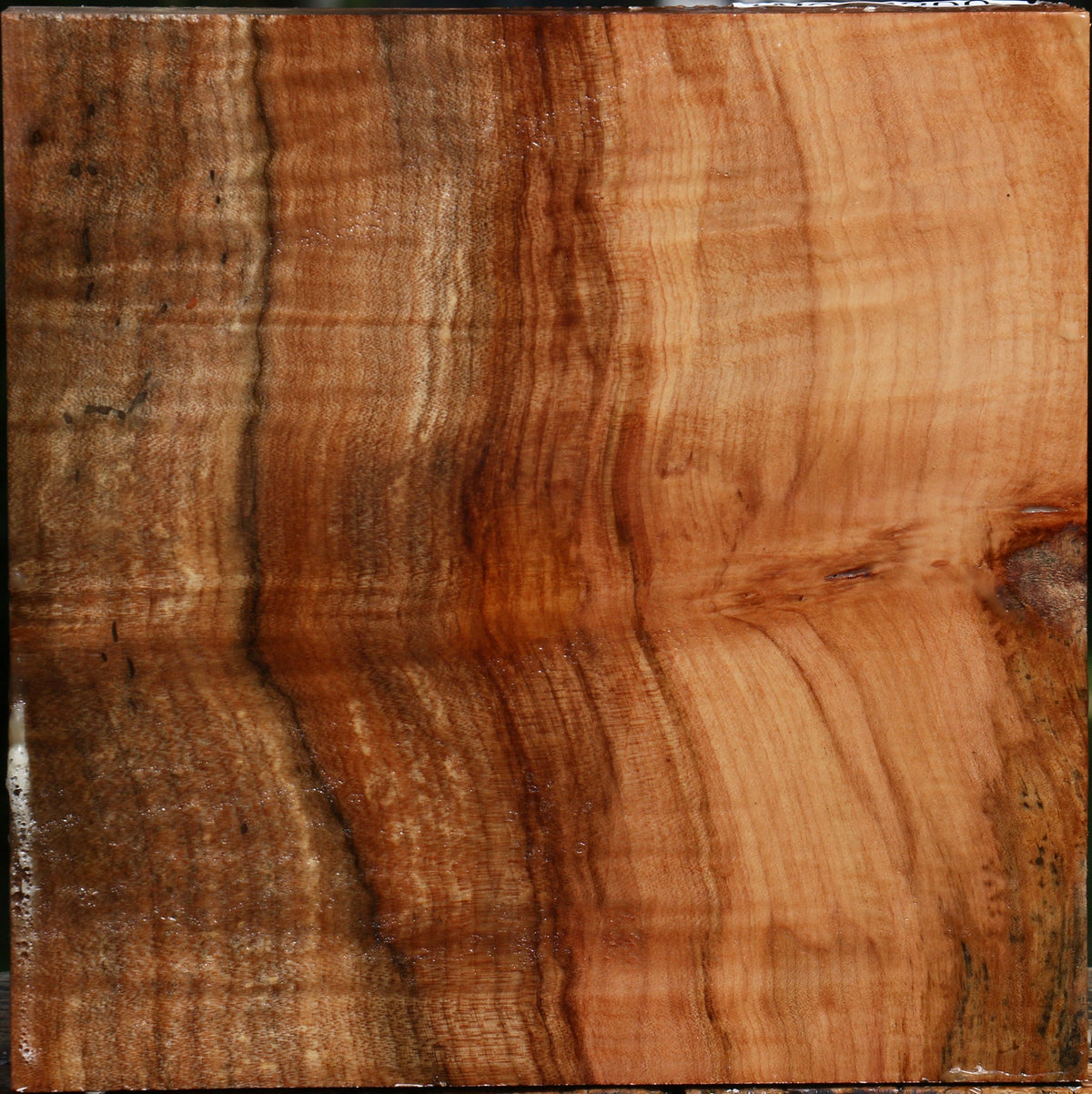 Extra Fancy Spalted Maple Bowl Blank