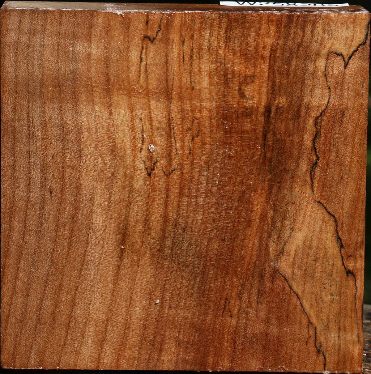 Figured Spalted Maple Bowl Blank