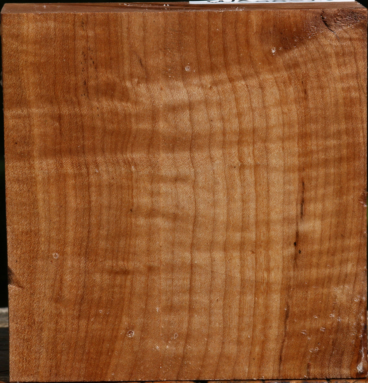 Figured Maple Bowl Blank