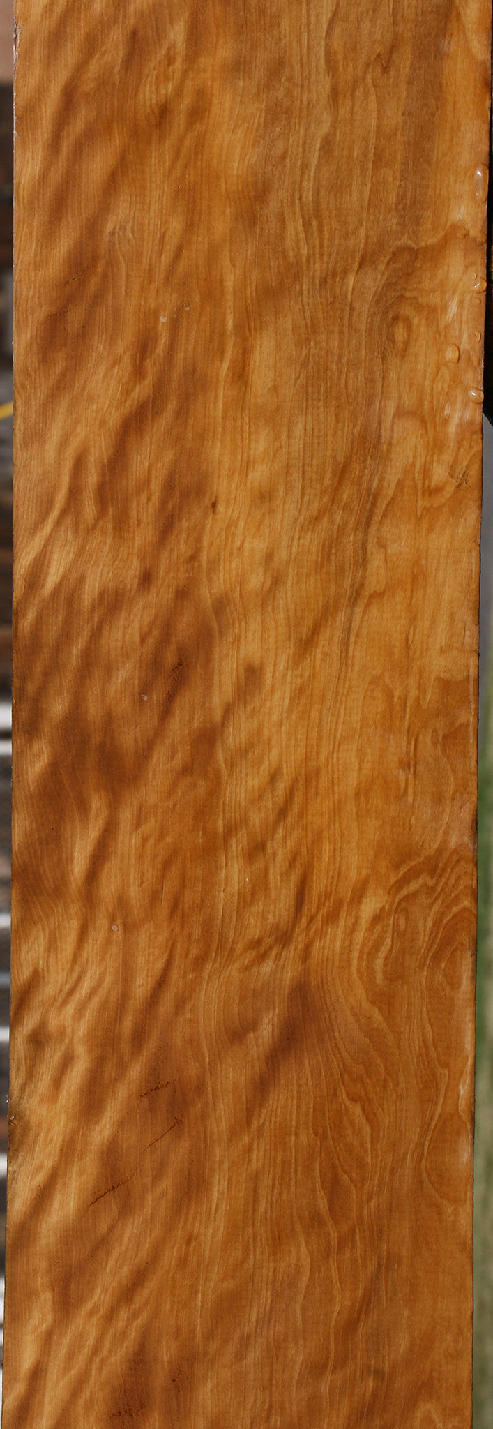 Exhibition Castello Boxwood Lumber