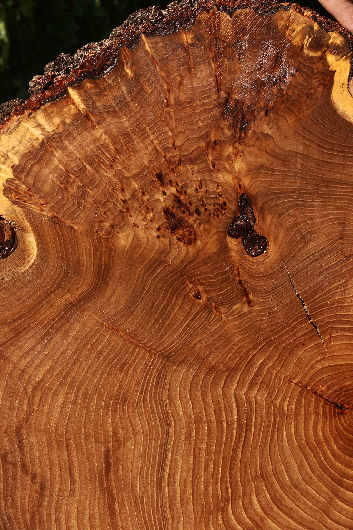 Figured Elm Cookie (Free Shipping Excluded)