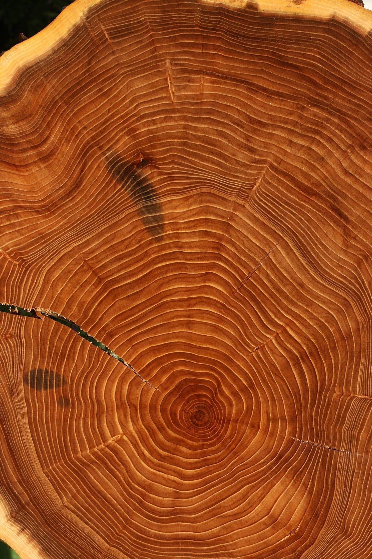 Elm Live Edge Slice