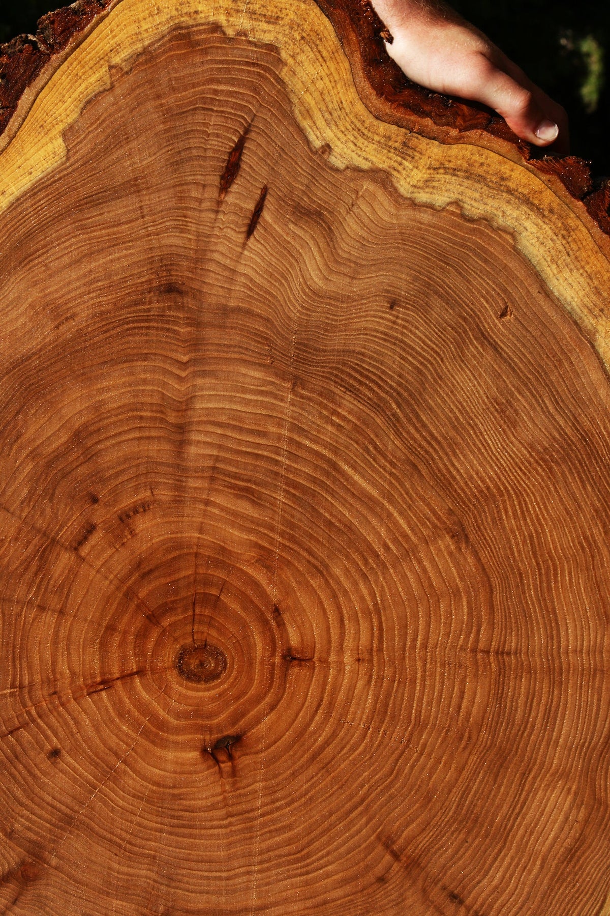 Figured Elm Cookie