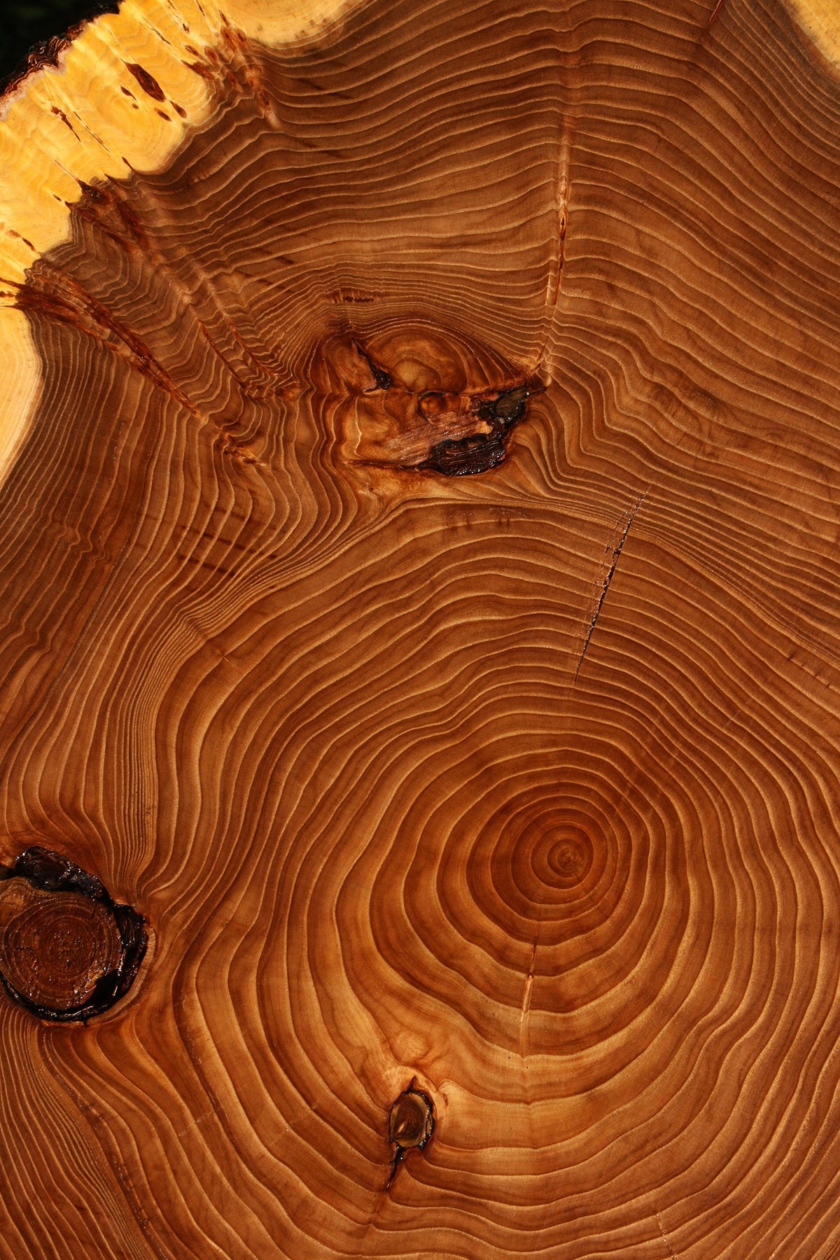 Elm Cookie