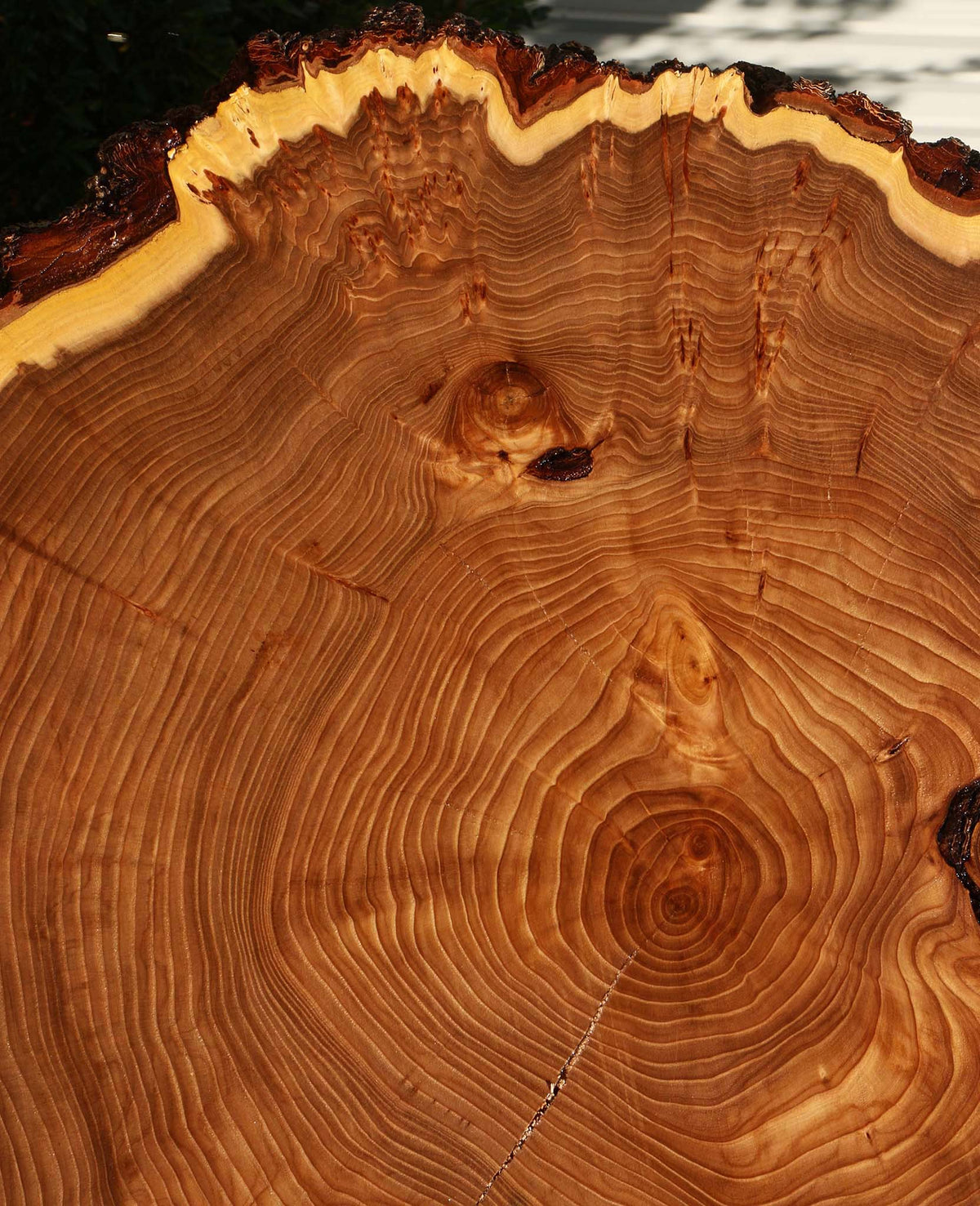 Figured Elm Cookie (Freight Shipping Required)