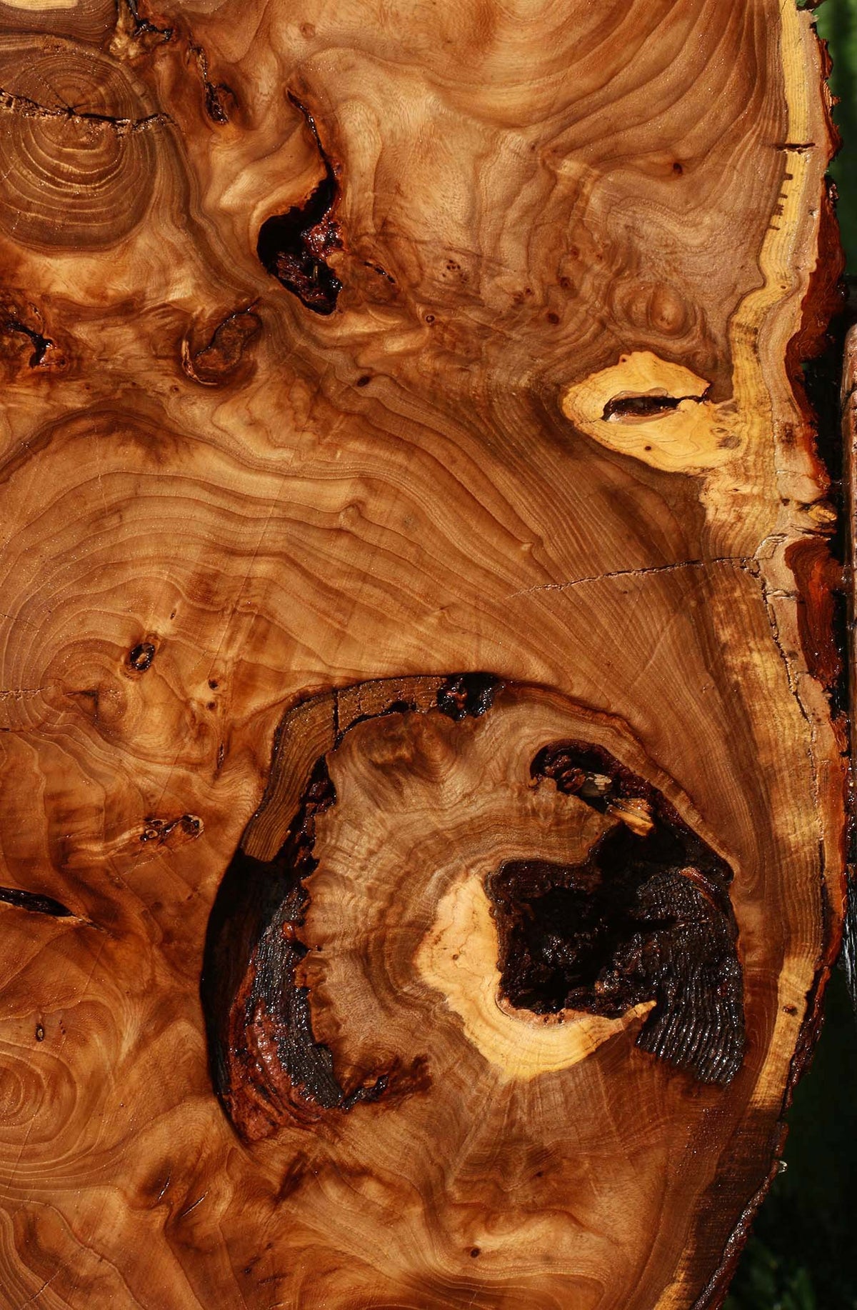 Extra Fancy Rustic Elm Cookie