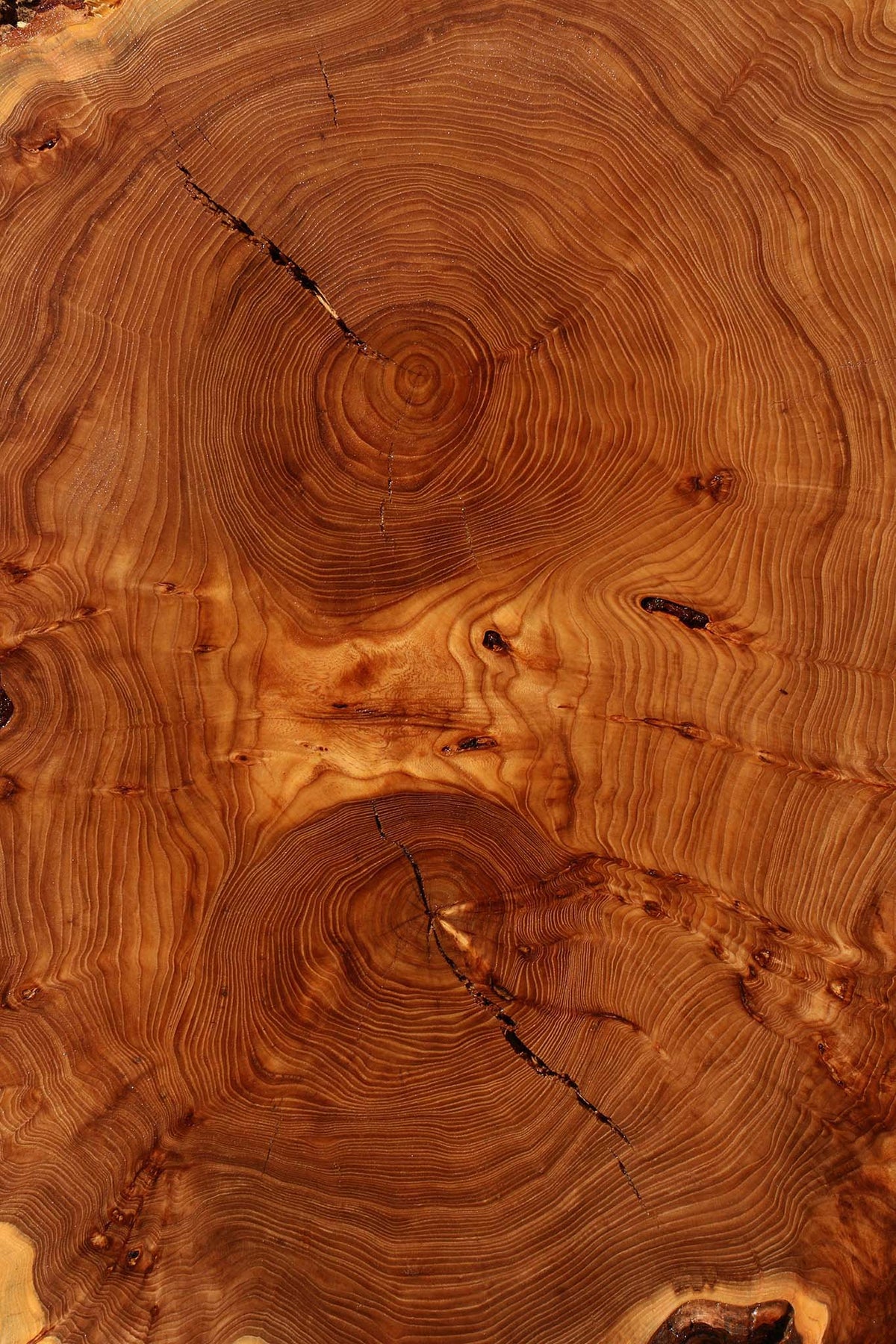 Extra Fancy Elm Cookie
