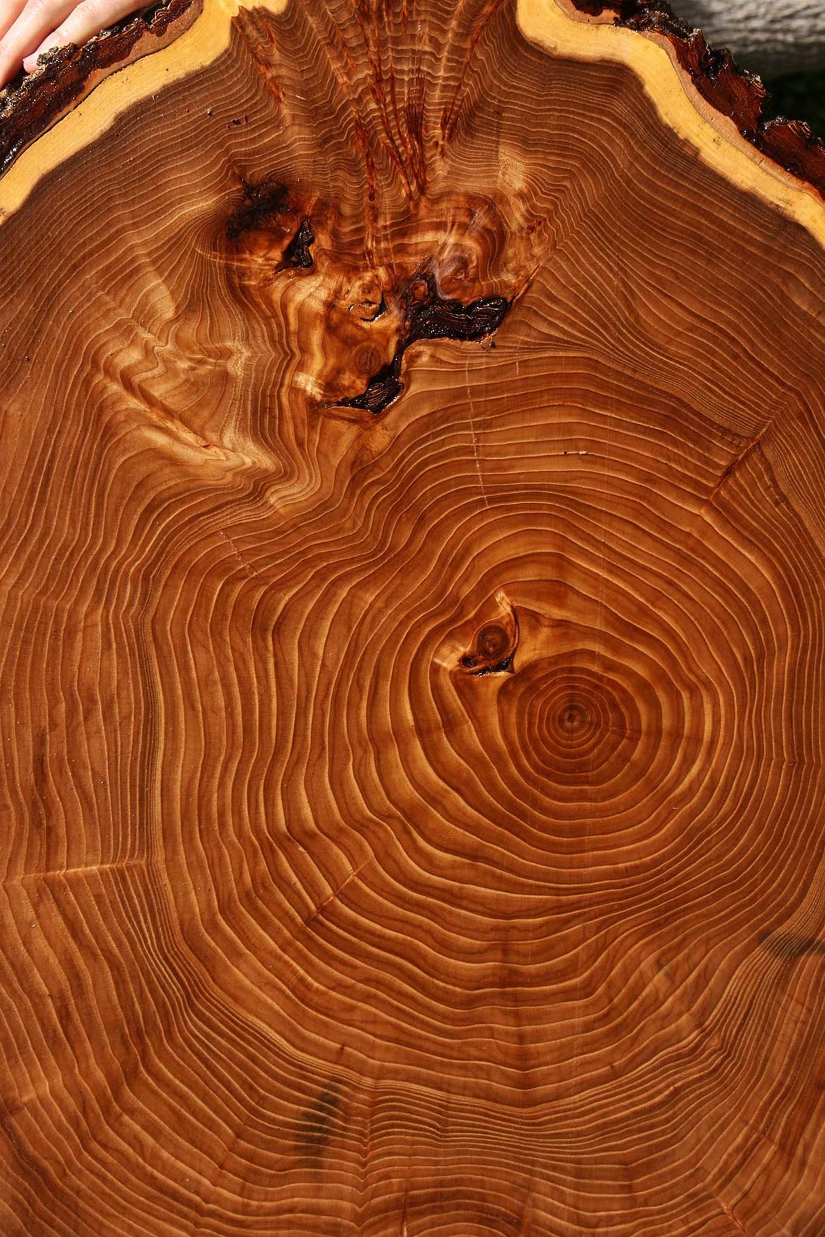 Figured Elm Cookie (Free Shipping Excluded)