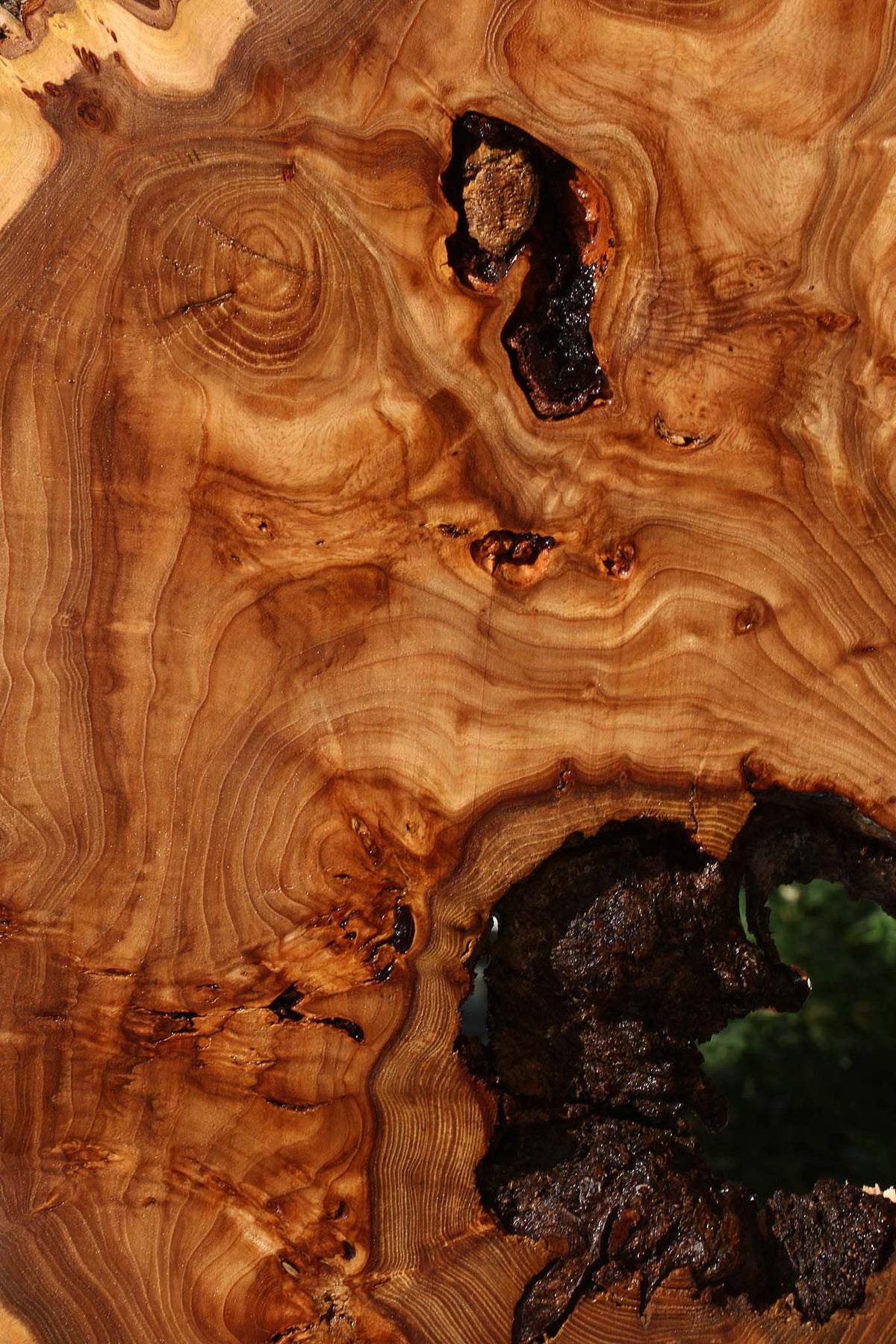 Extra Fancy Elm Cookie (Freight Shipping Required)