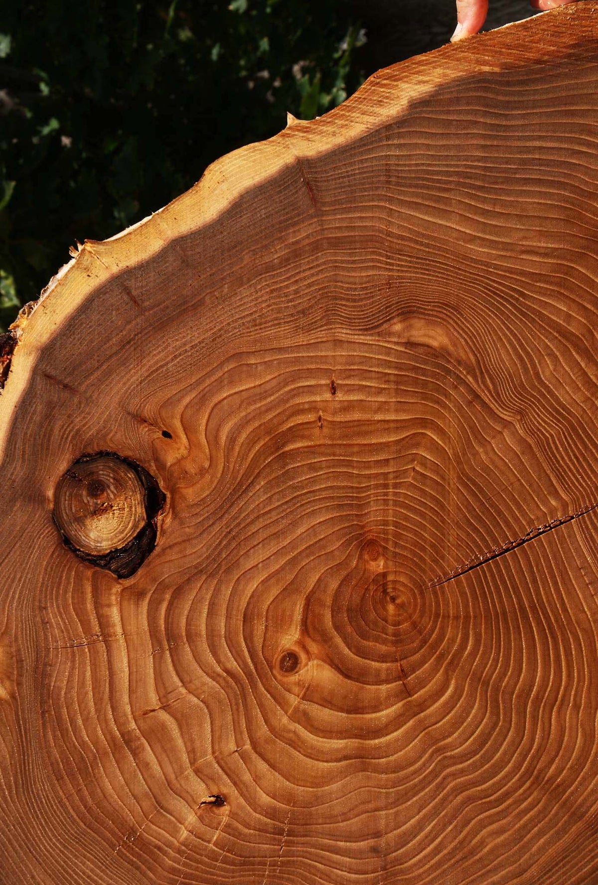 Figured Elm Cookie (Freight Shipping Required)