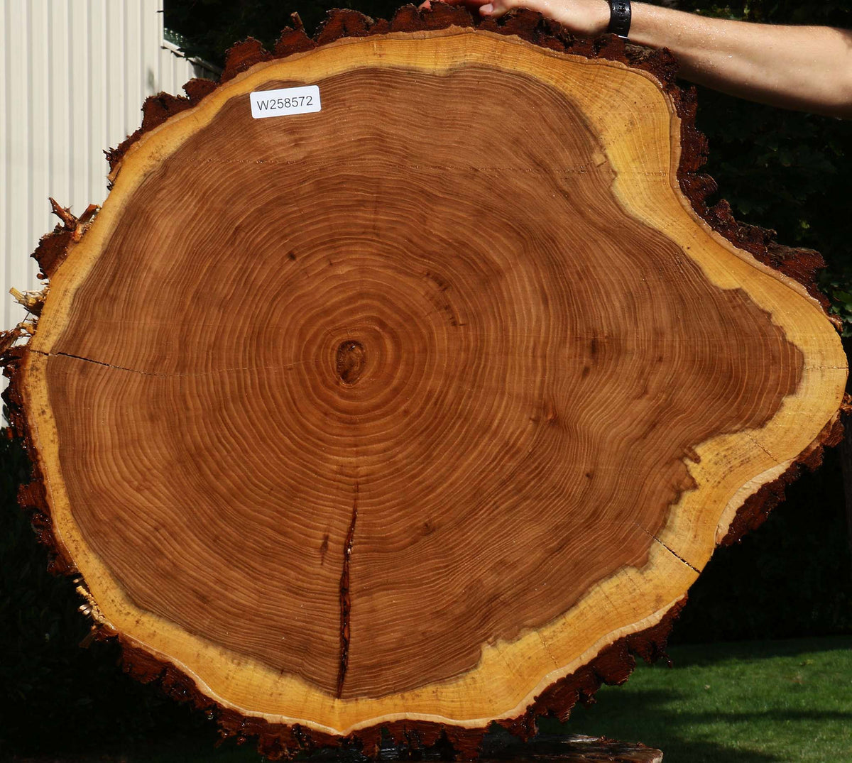 Elm Cookie