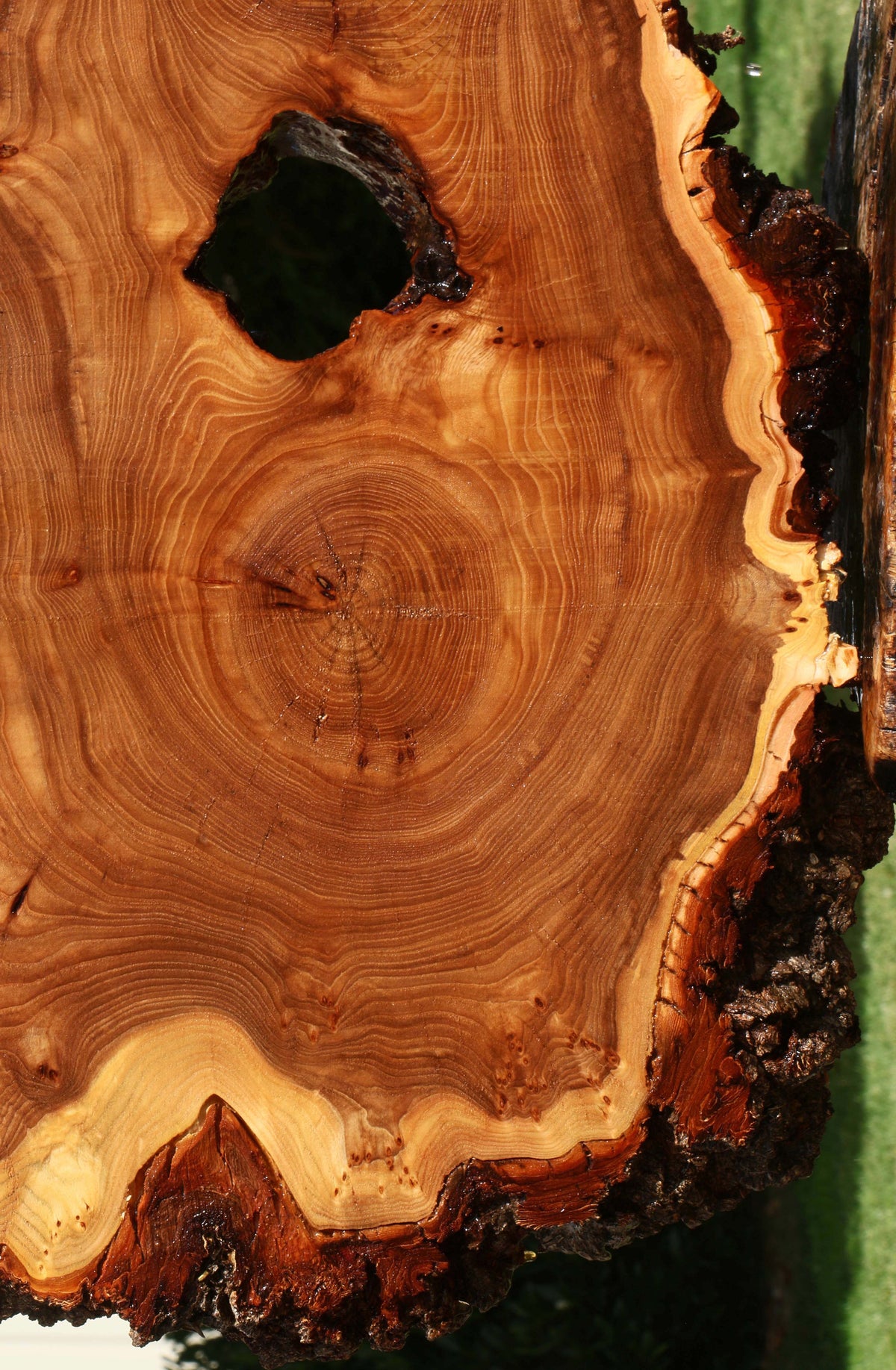 Extra Fancy Elm Cookie