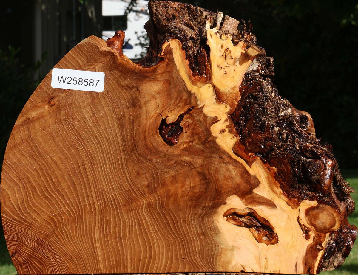 Extra Fancy Elm Live Edge Slice