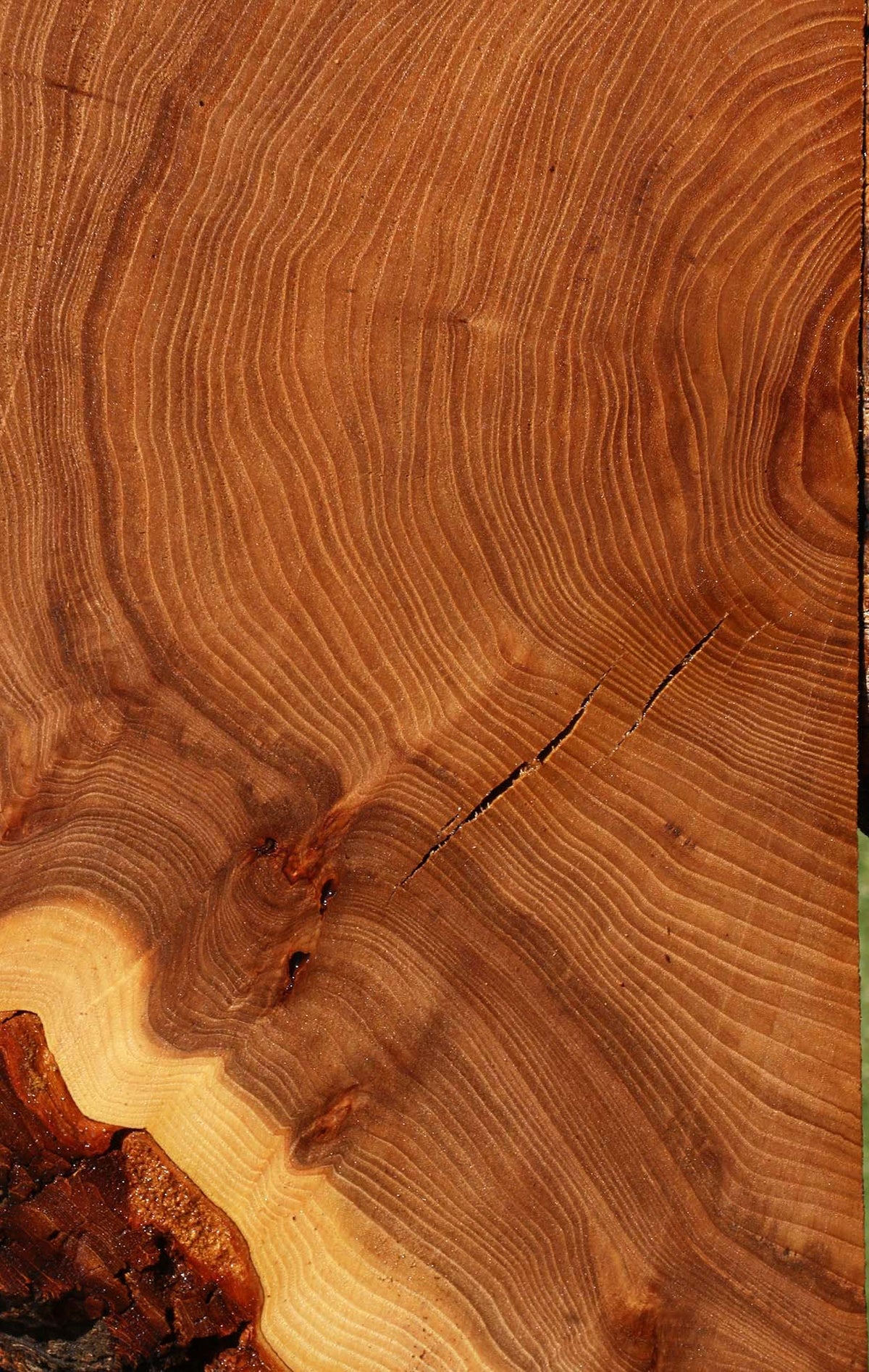 Elm Live Edge Slice