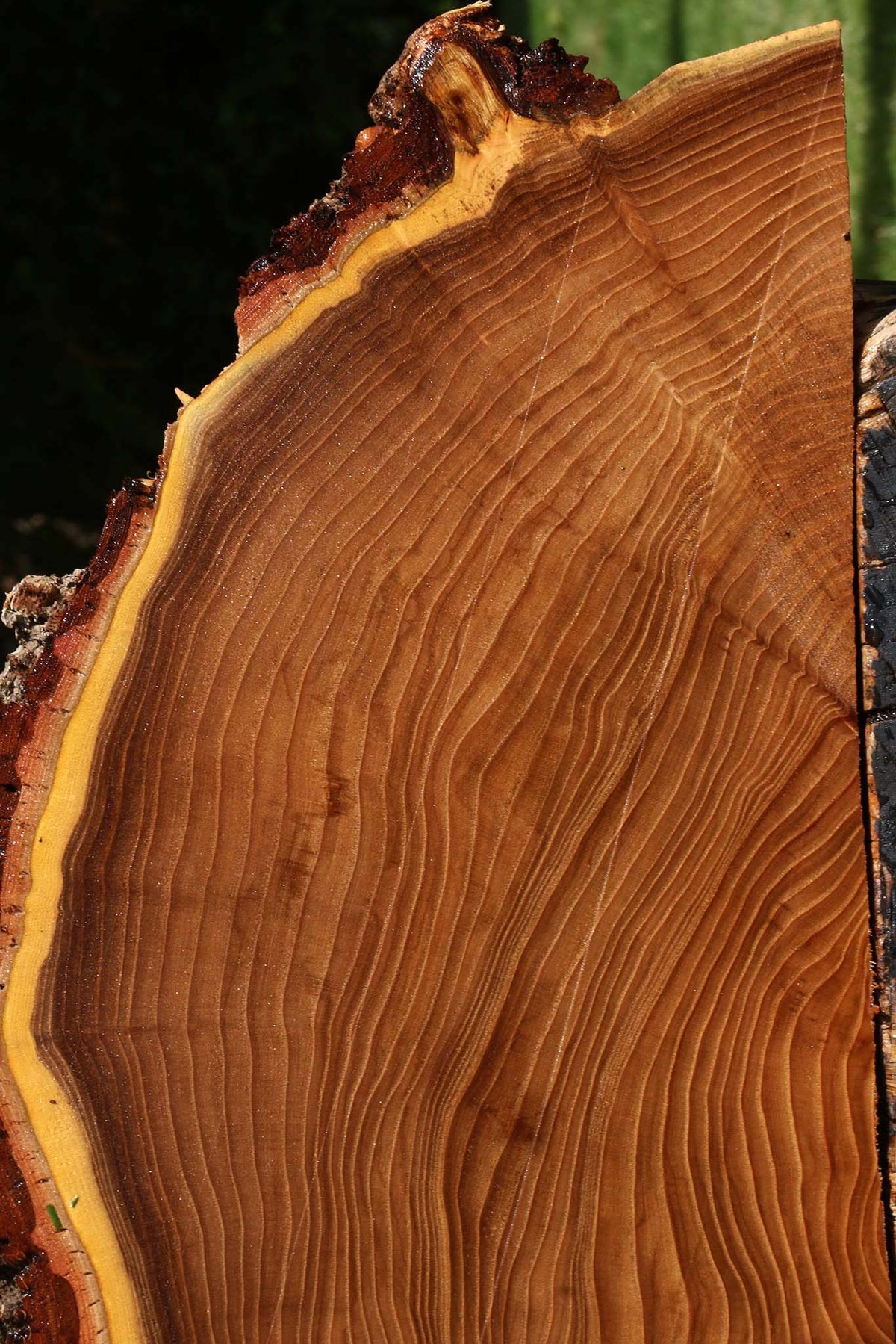 Elm Live Edge Slice