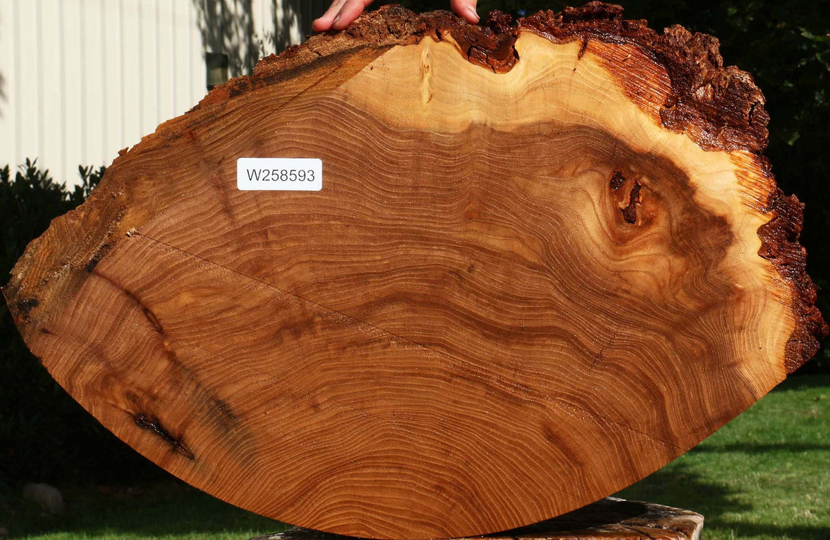 Elm Cookie