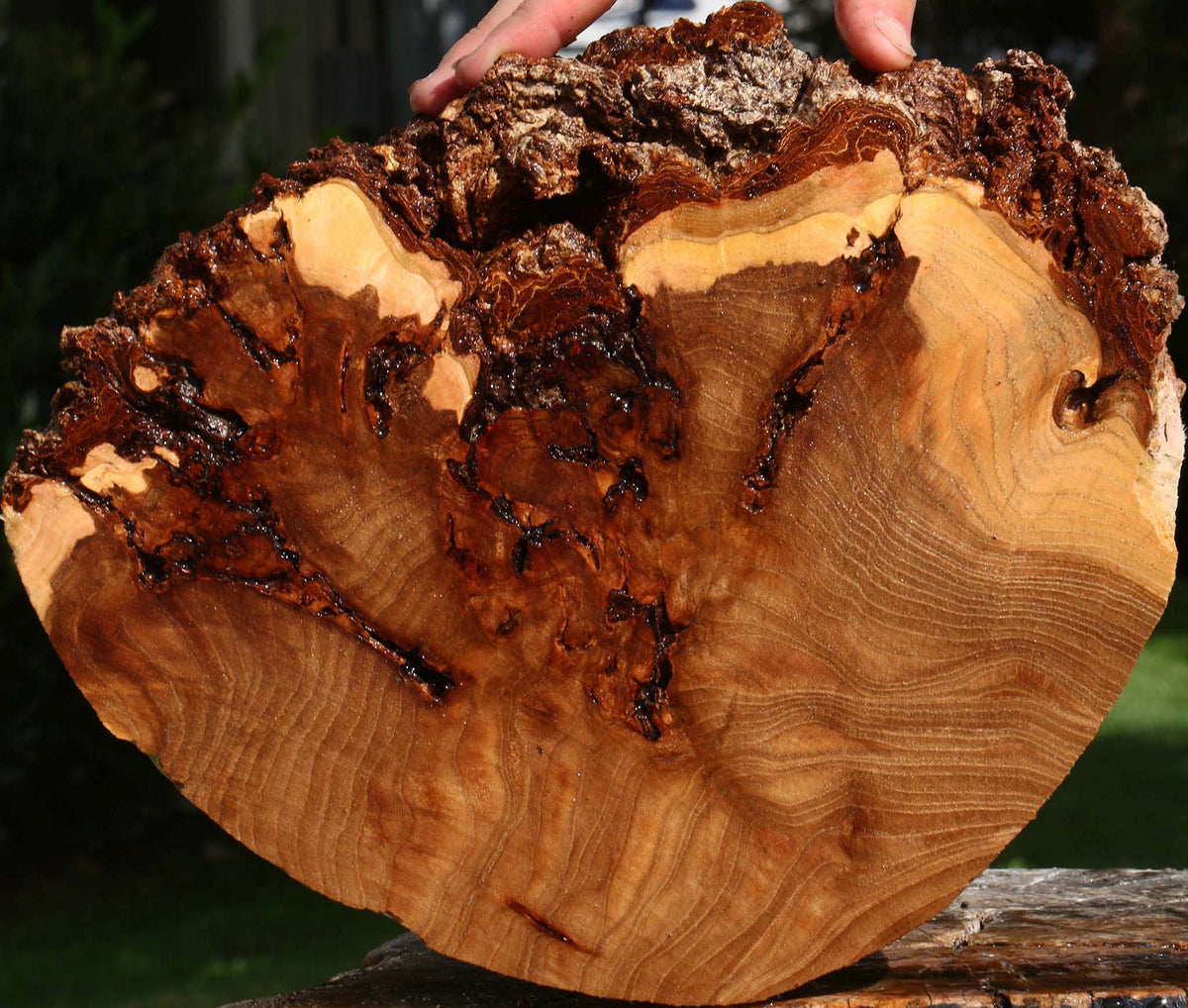 Figured Elm Cookie