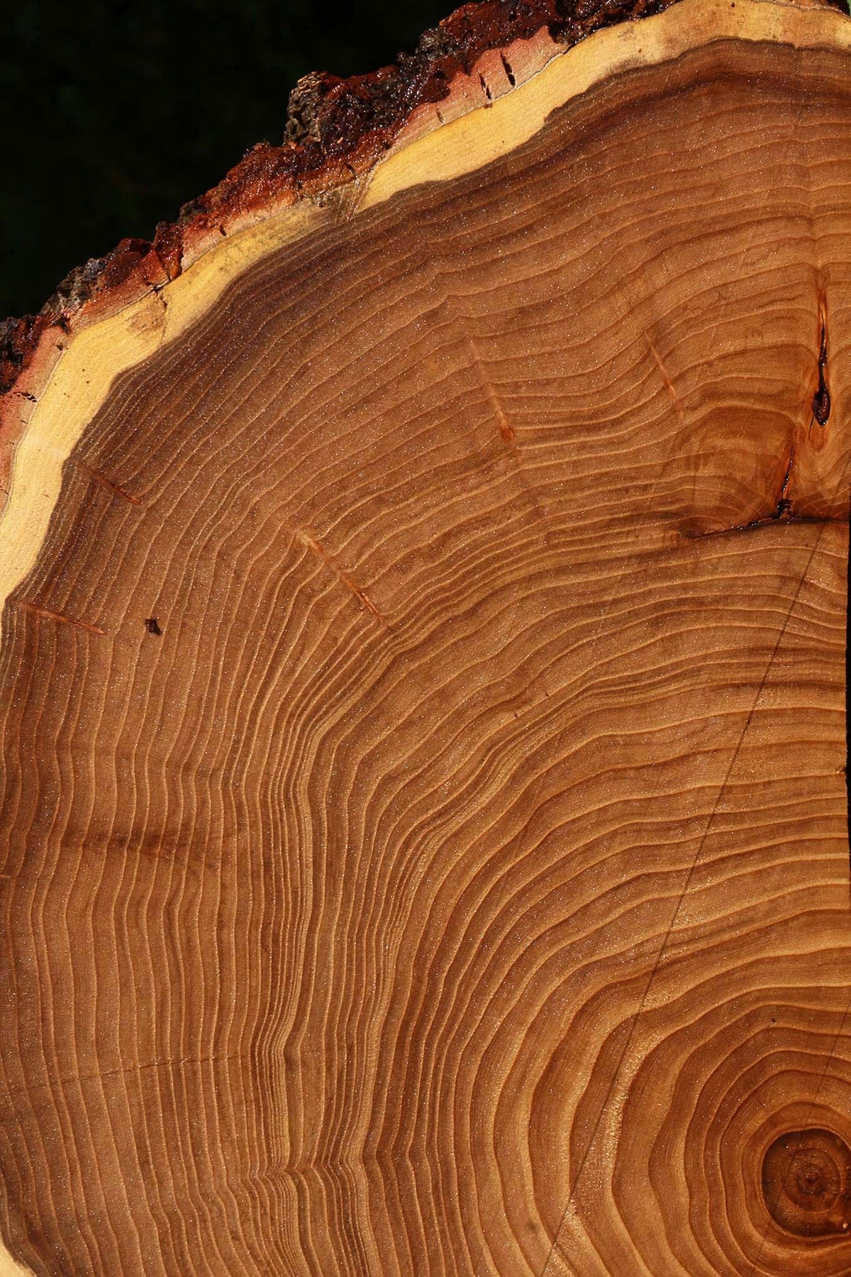 Elm Live Edge Slice