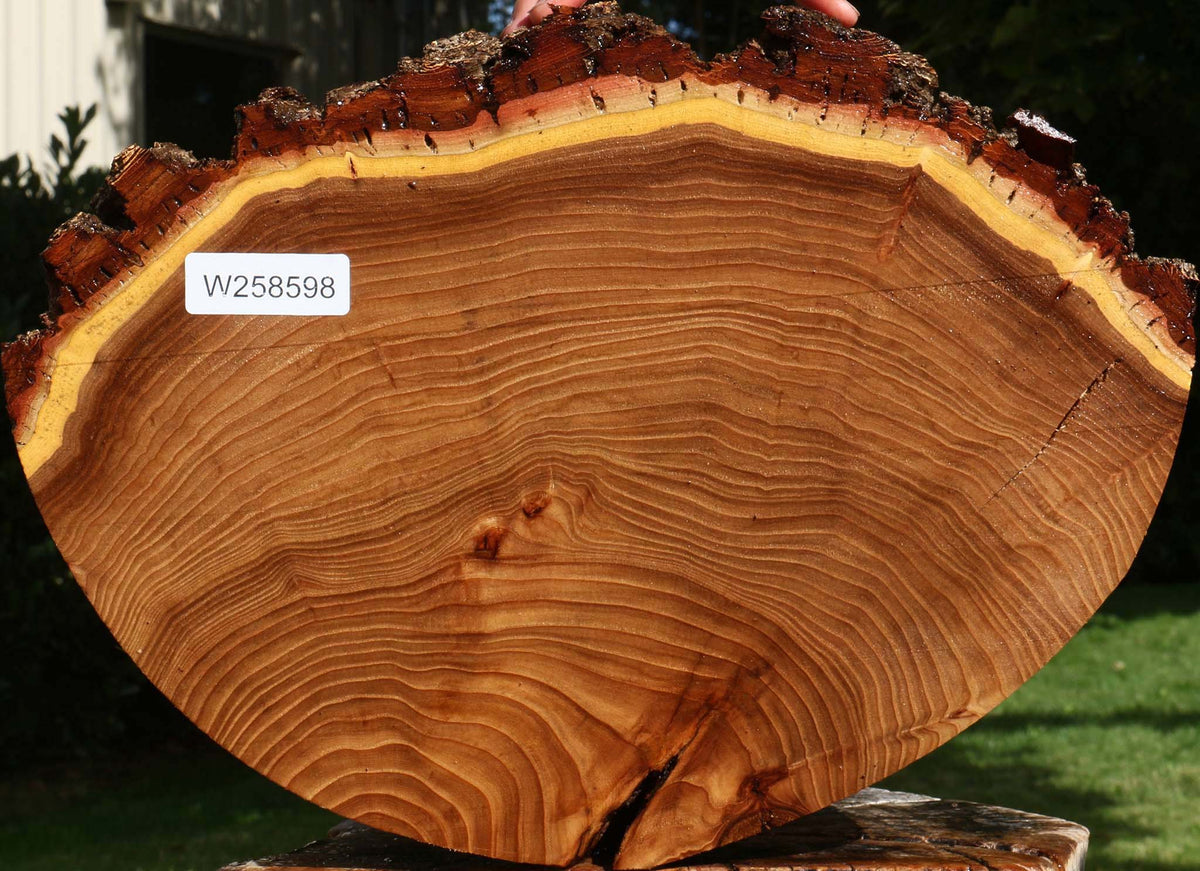Elm Cookie