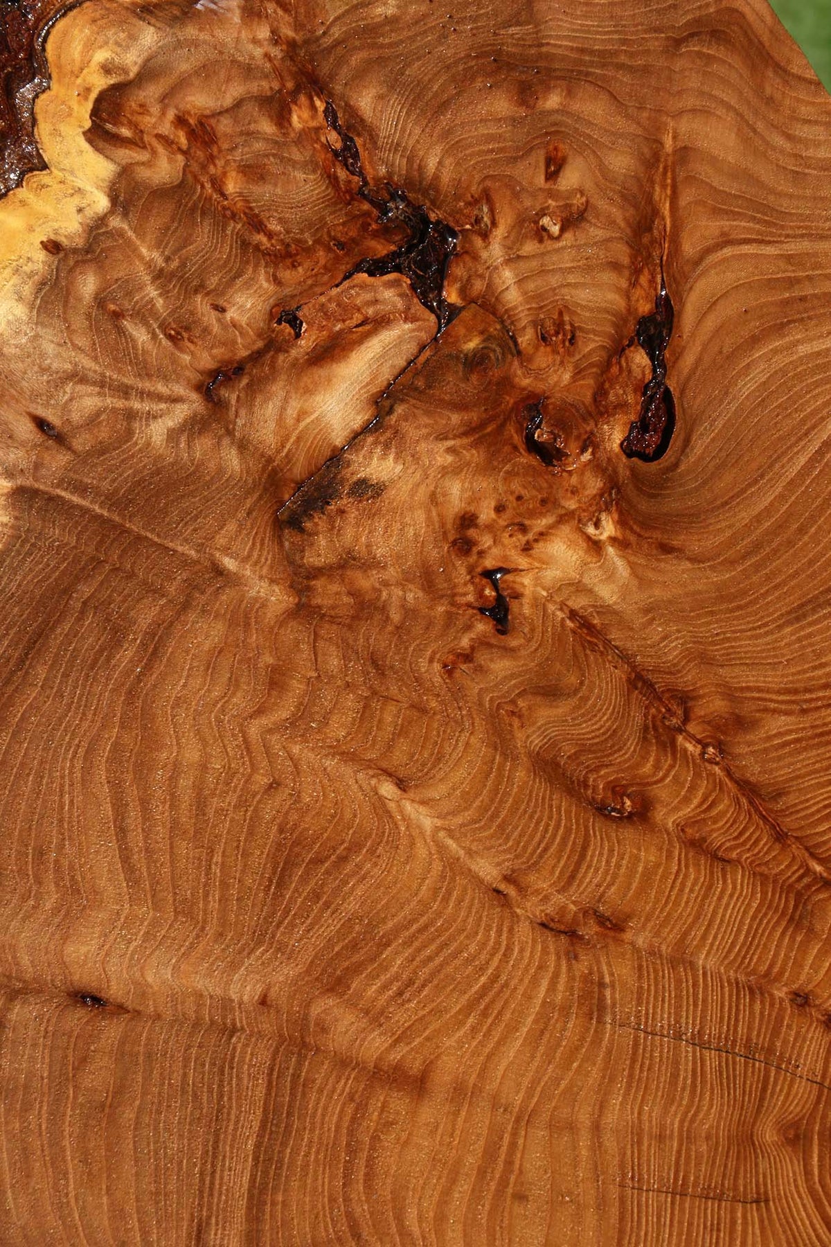 Figured Elm Cookie
