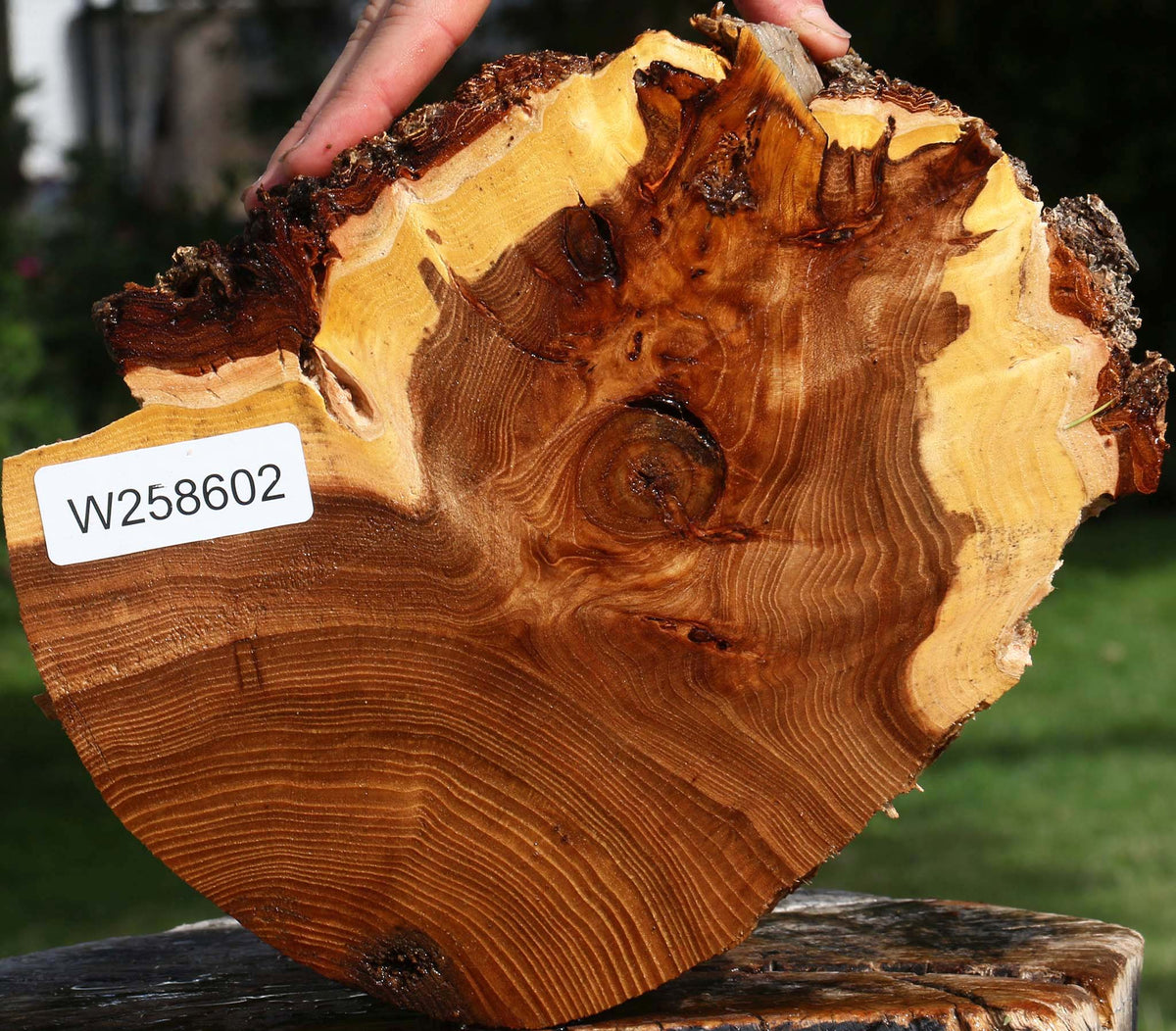 Figured Elm Cookie