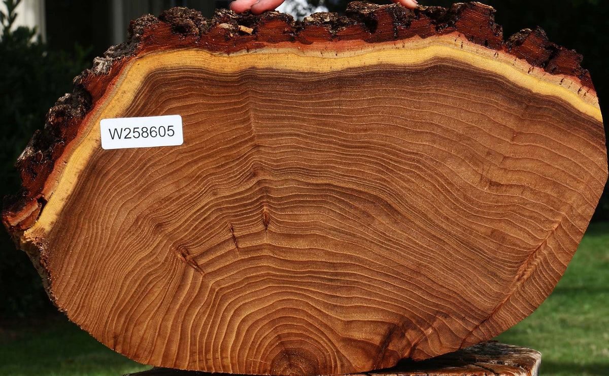 Elm Cookie