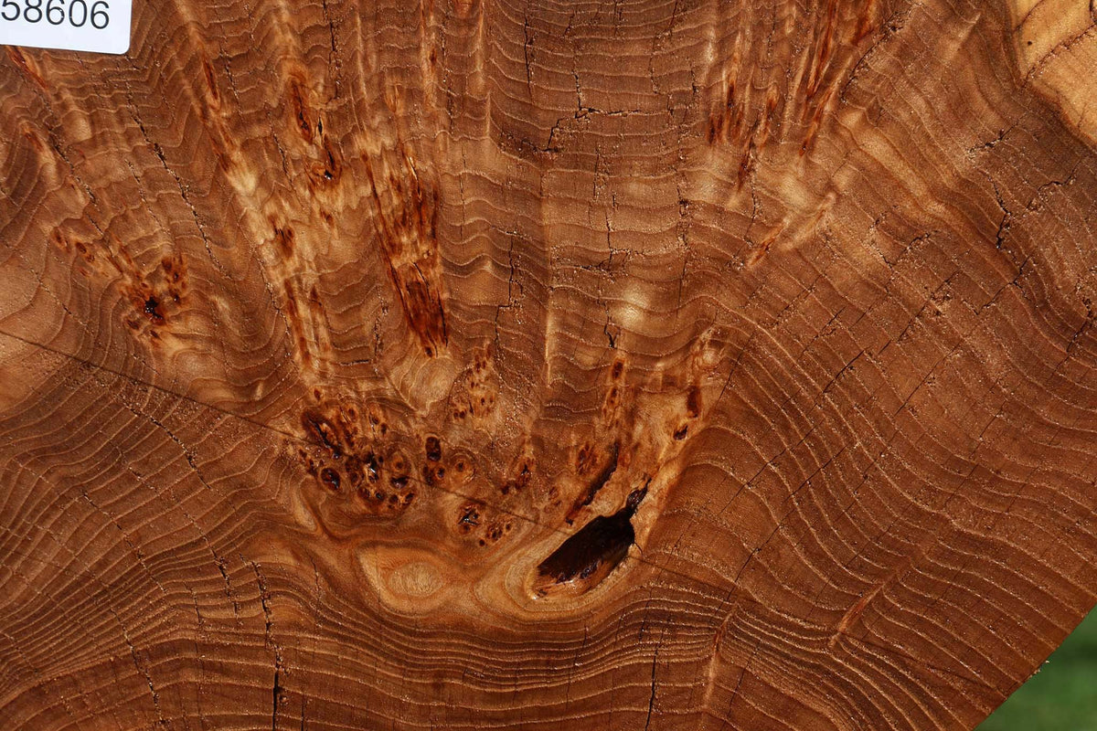 Extra Fancy Elm Cookie