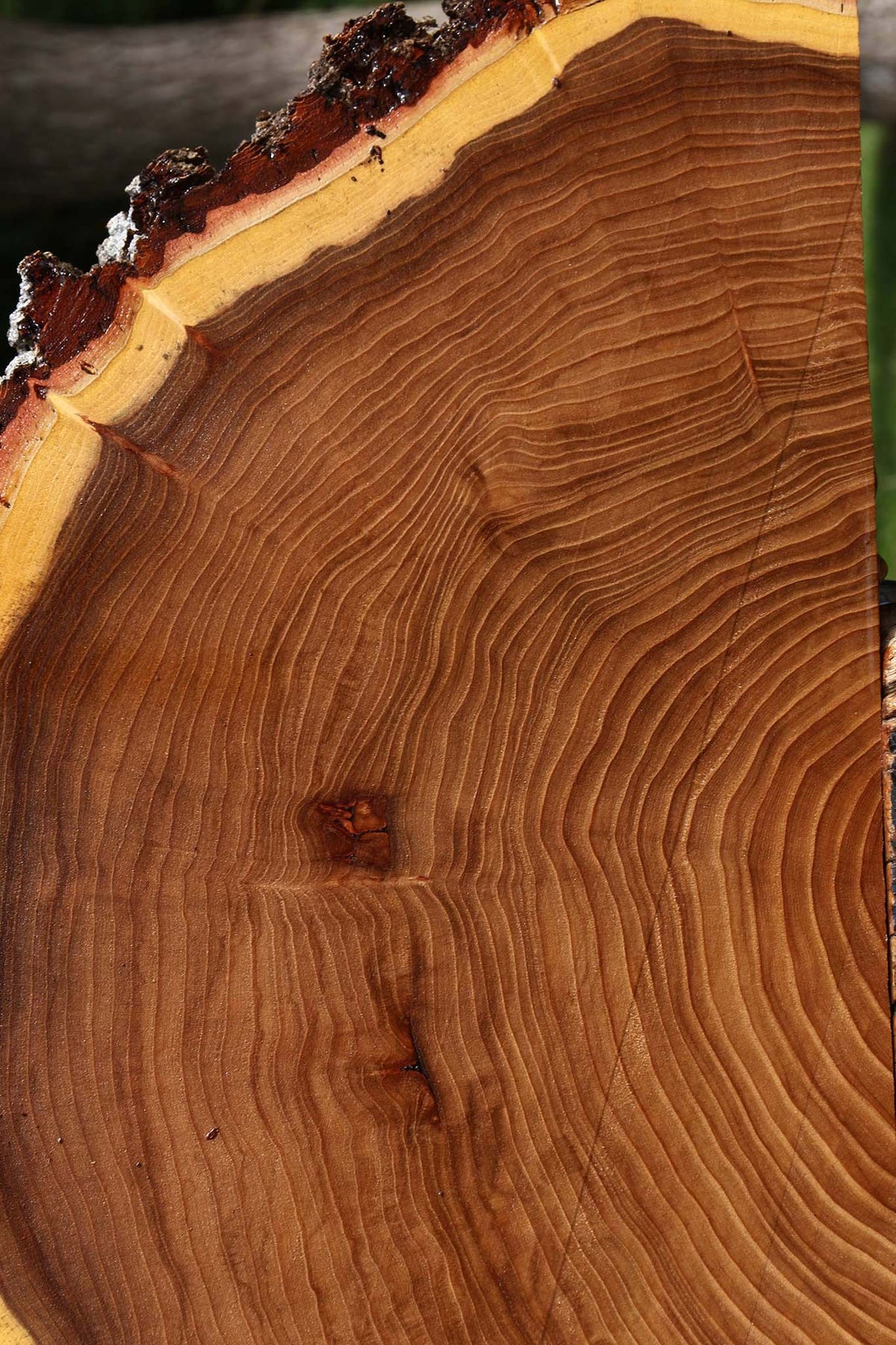 Elm Live Edge Slice