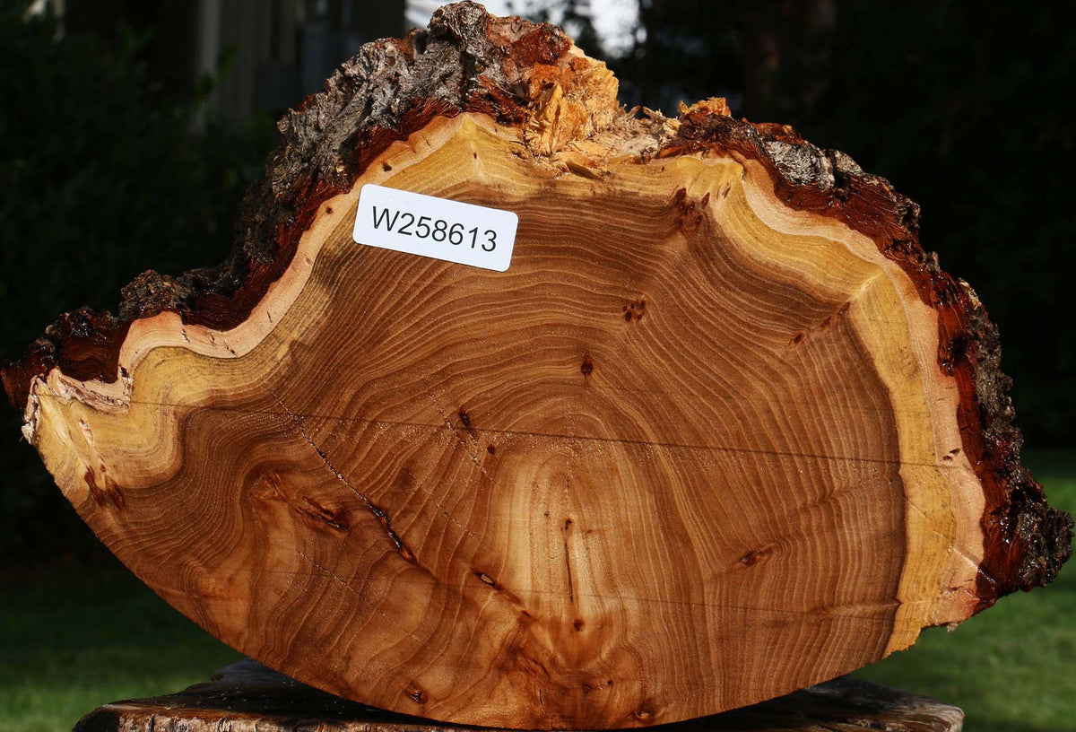 Elm Cookie