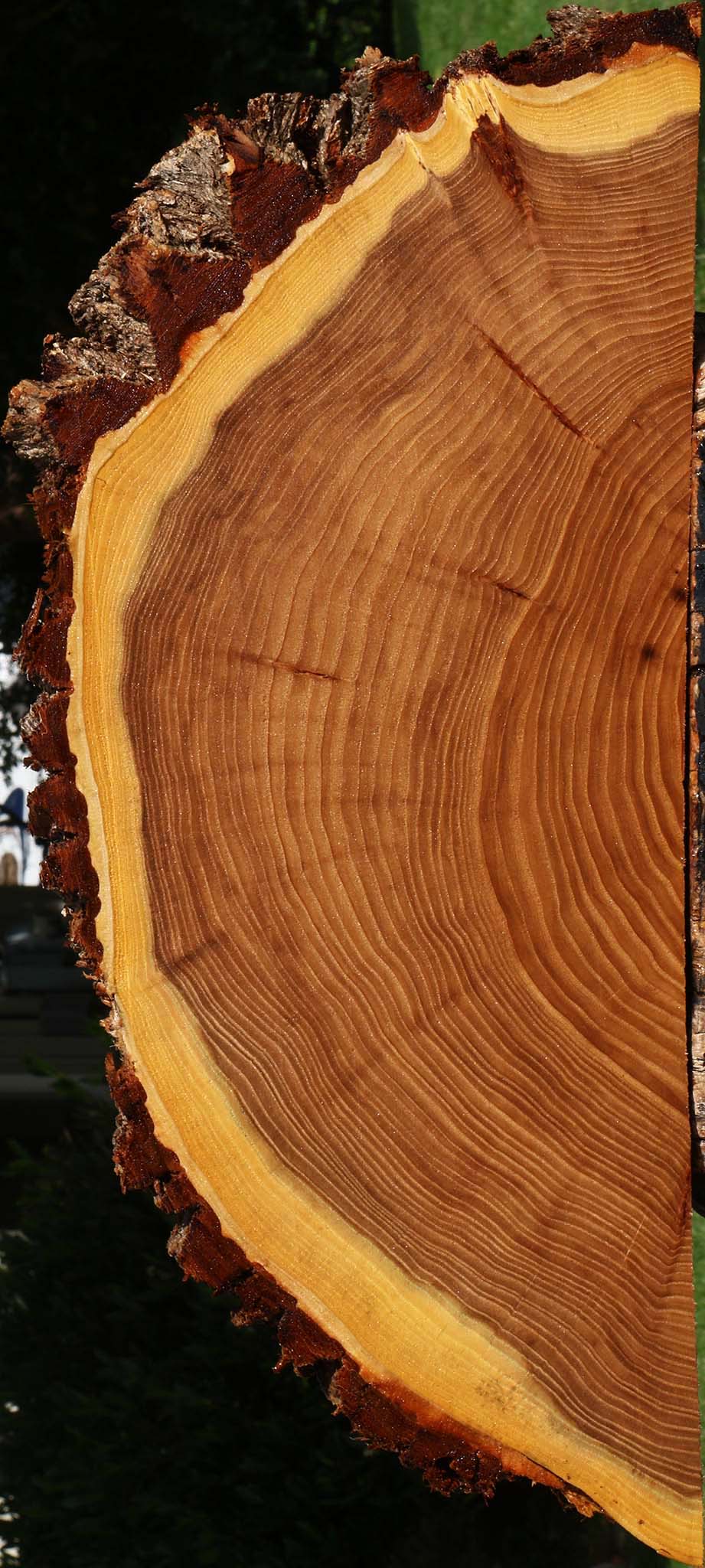 Elm Live Edge Slice