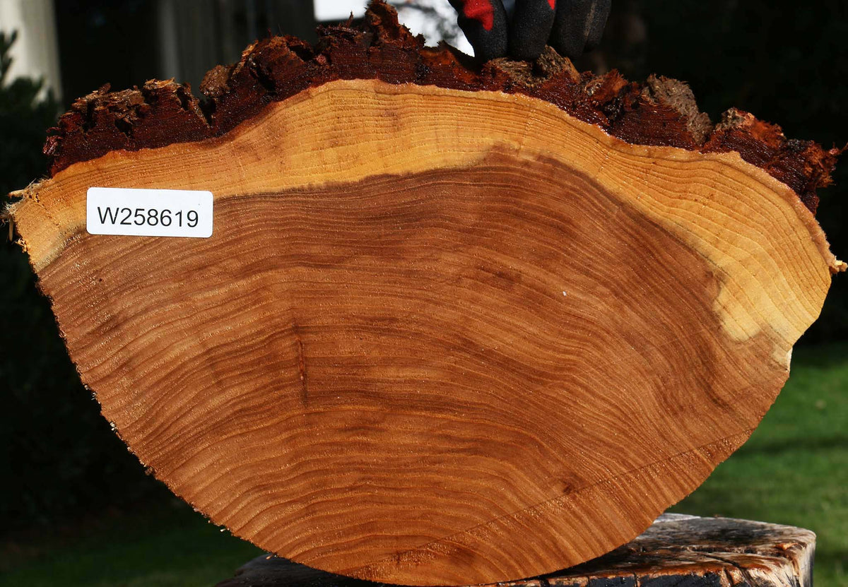 Elm Cookie