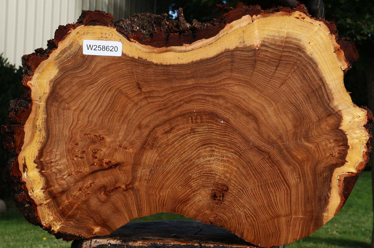 Figured Elm Cookie