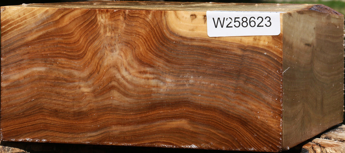 Figured Elm Bowl Blank