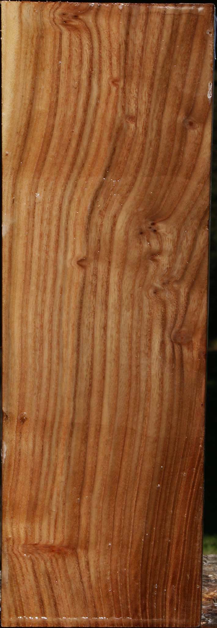 Elm Vessel Blank