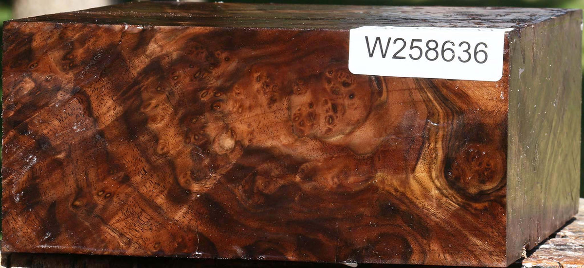 Claro Walnut Burl Bowl Blank