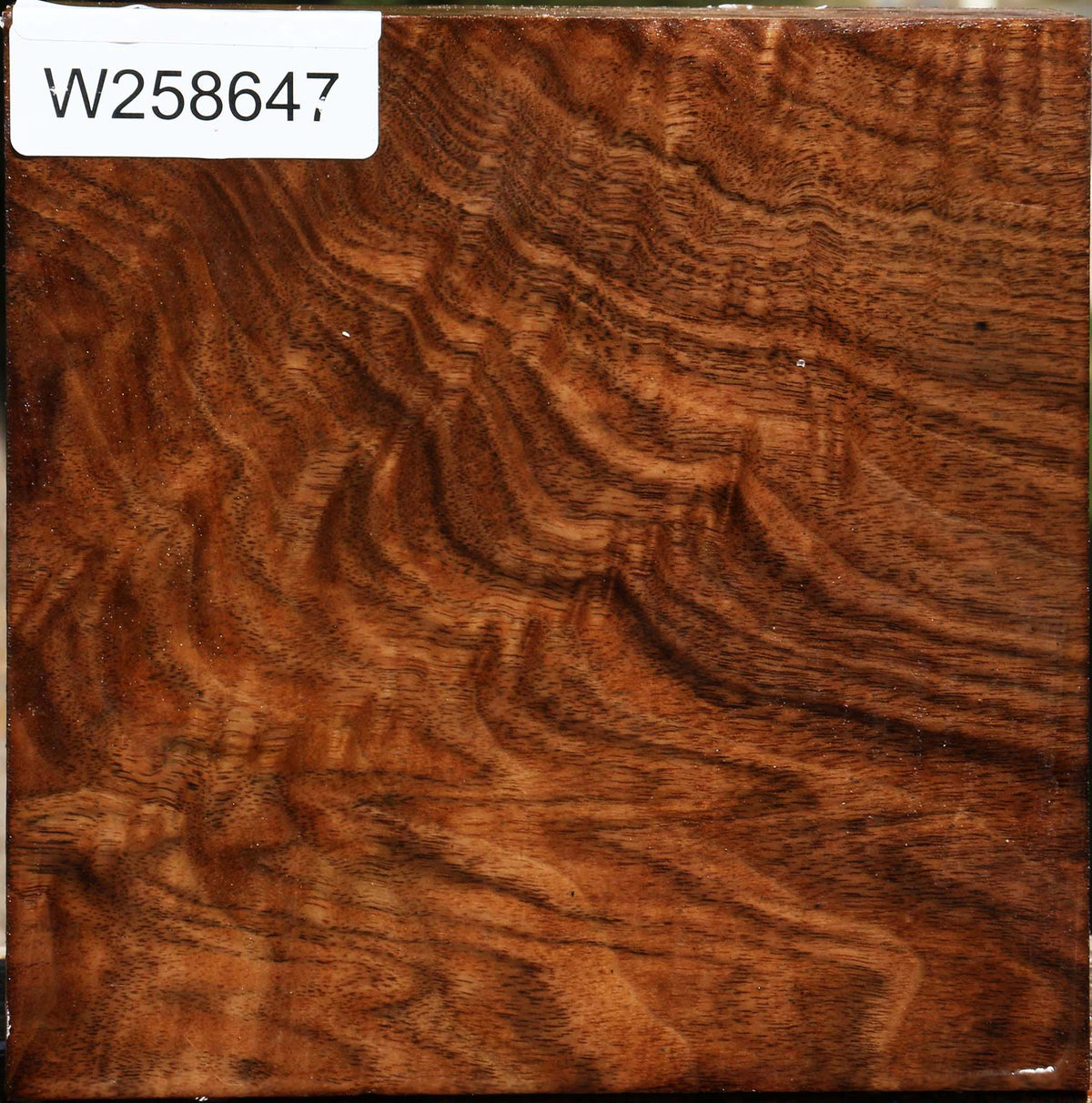 Extra Fancy Claro Walnut Bowl Blank