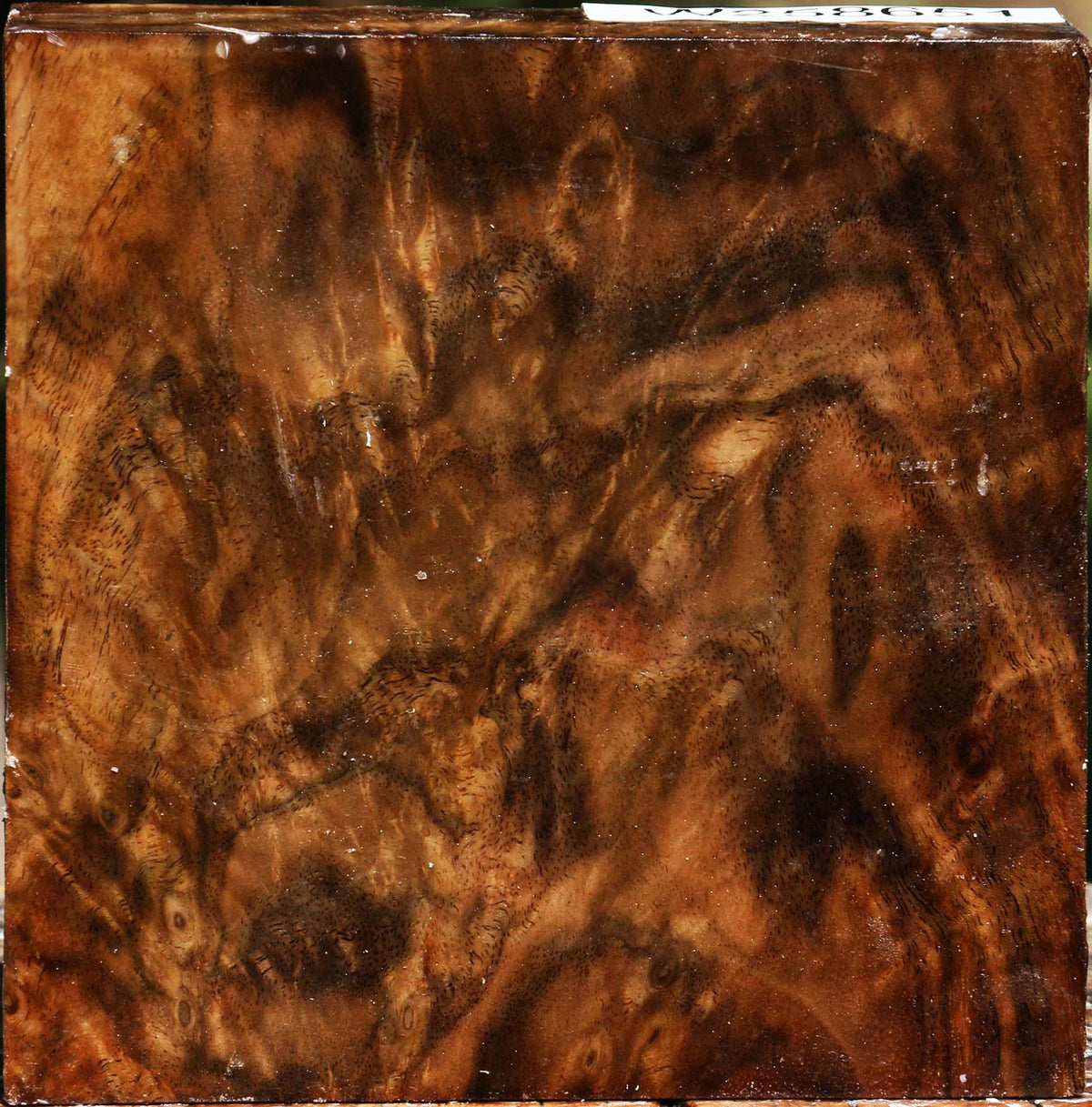 Extra Fancy Claro Walnut Bowl Blank