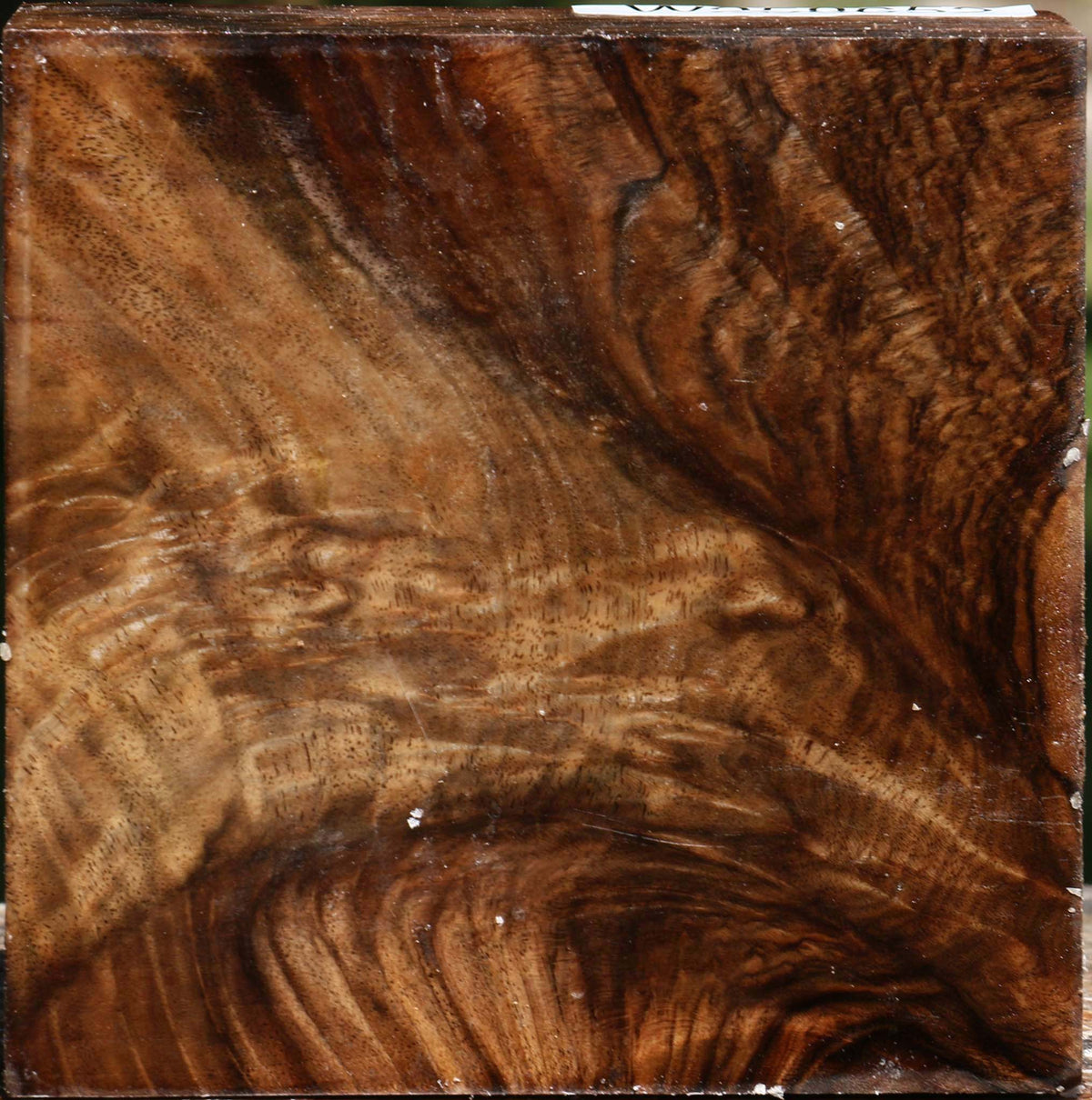Extra Fancy Grafted Claro Walnut Bowl Blank