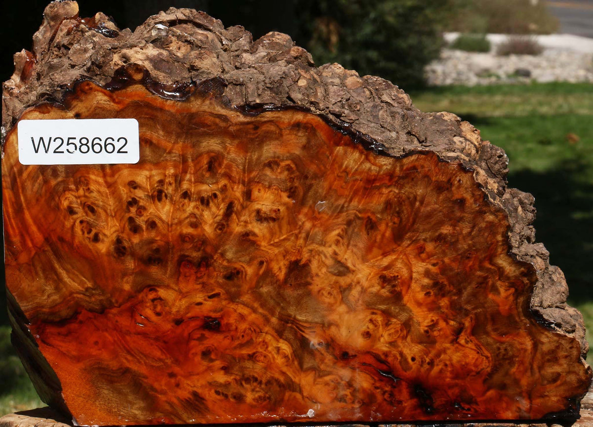Pernambuco Burl Live Edge Turning Blank