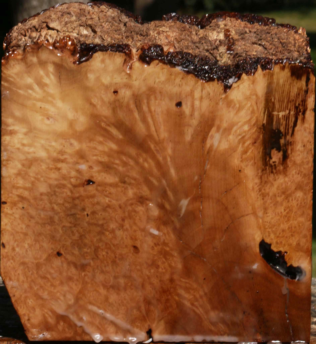 Kanista Burl Live Edge Turning Blank