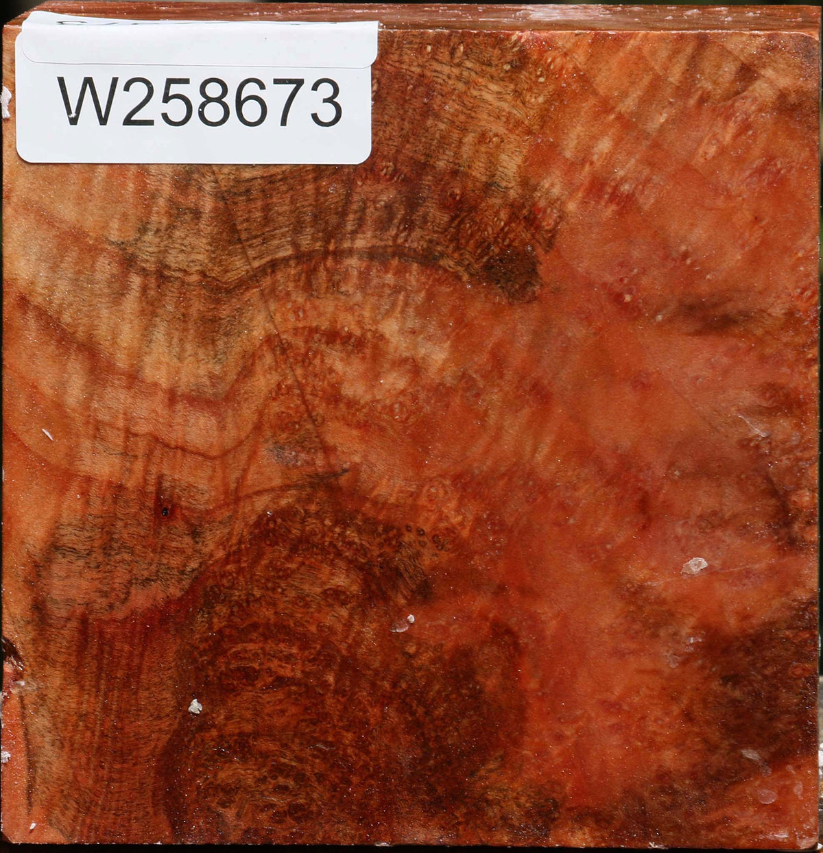 Madrone Burl Bowl Blank