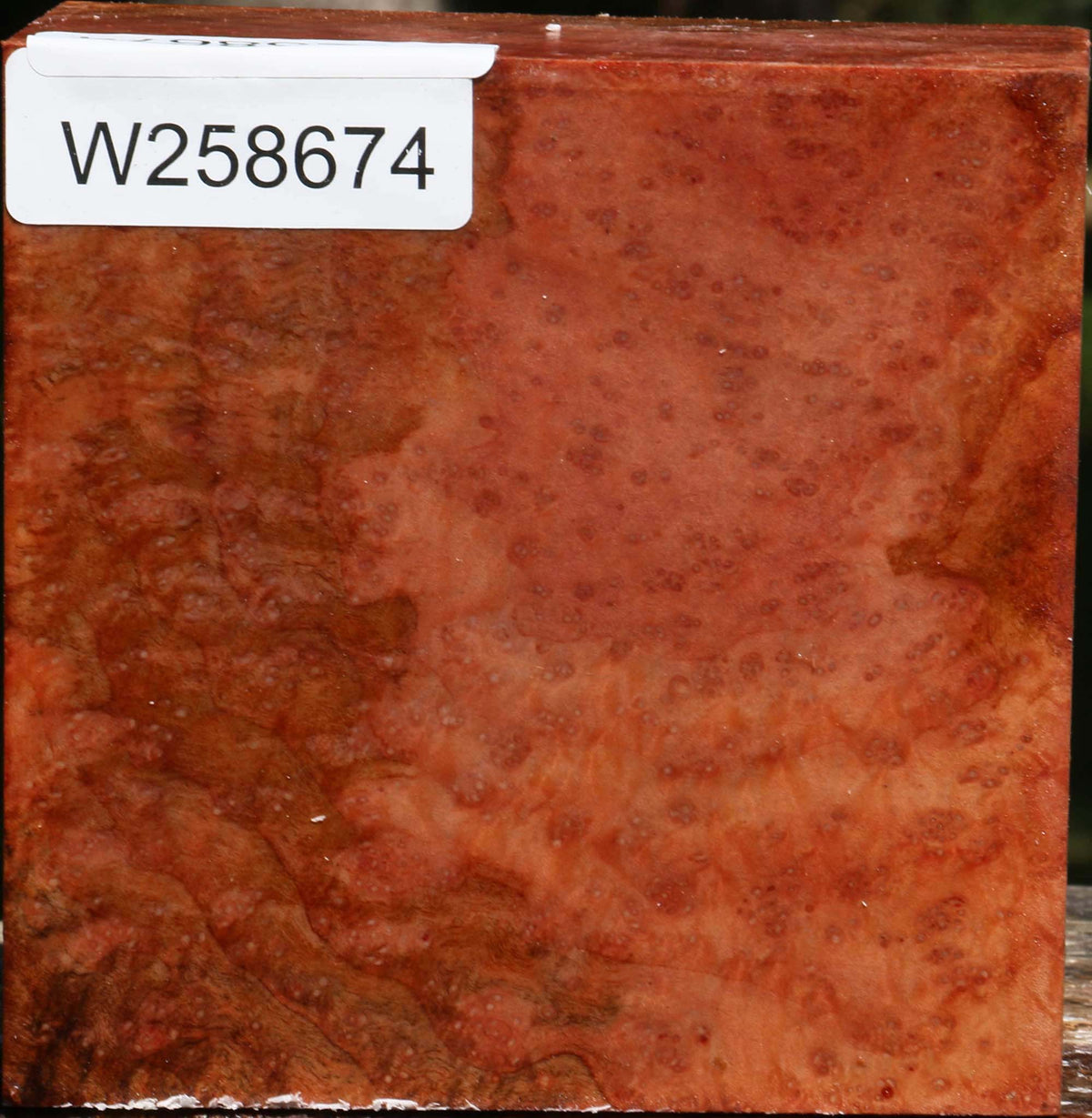 Madrone Burl Bowl Blank