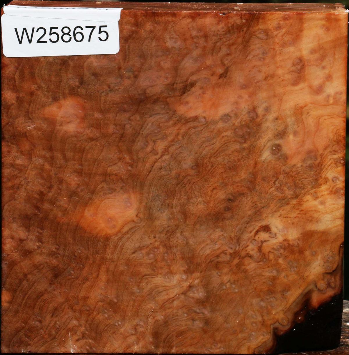 Madrone Burl Bowl Blank