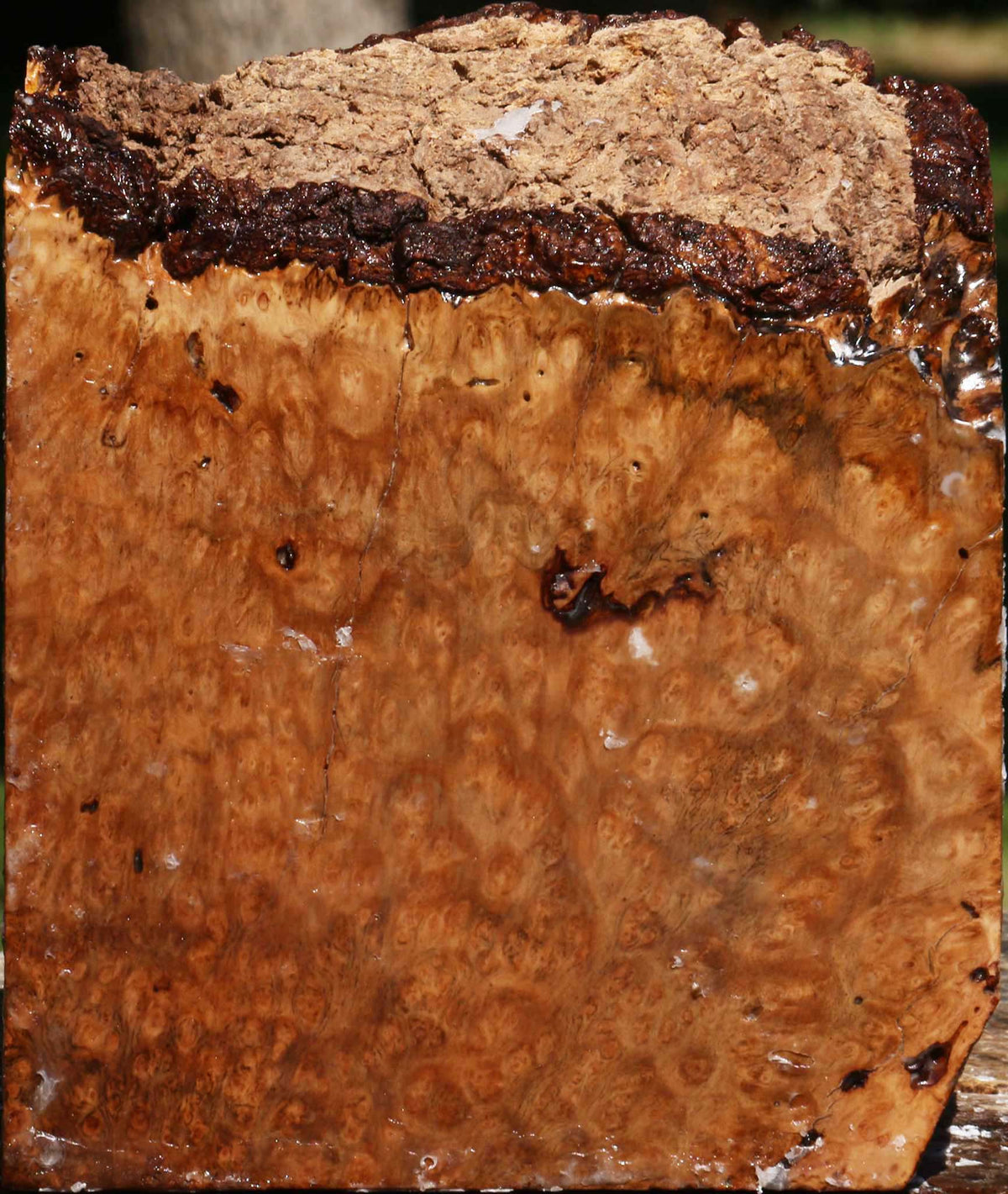 Kanista Burl Live Edge Turning Blank