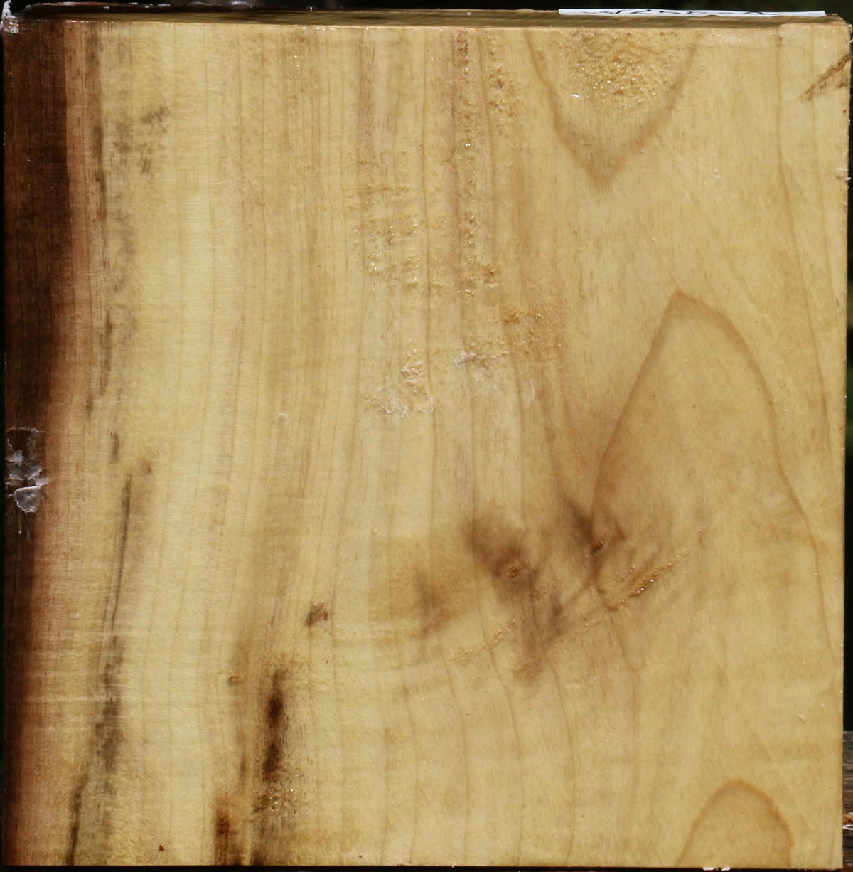 Figured Tiger Myrtle Bowl Blank