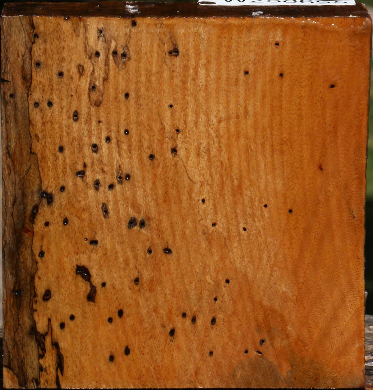 Spalted Tamarind Bowl Blank