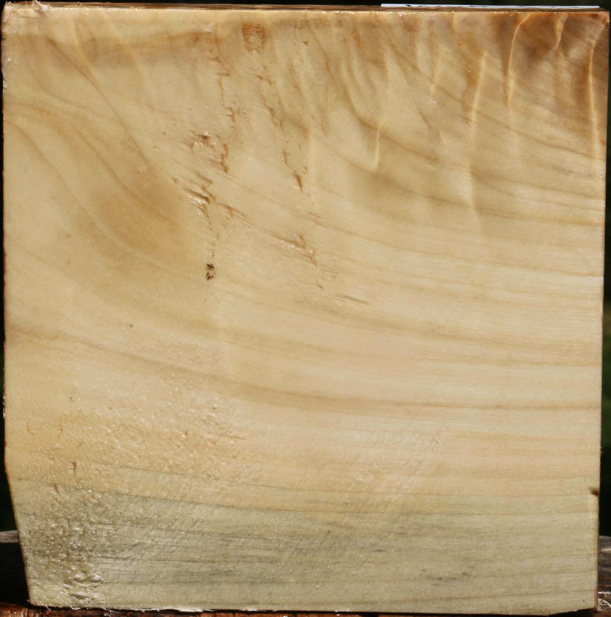 Extra Fancy Black Cottonwood Bowl Blank