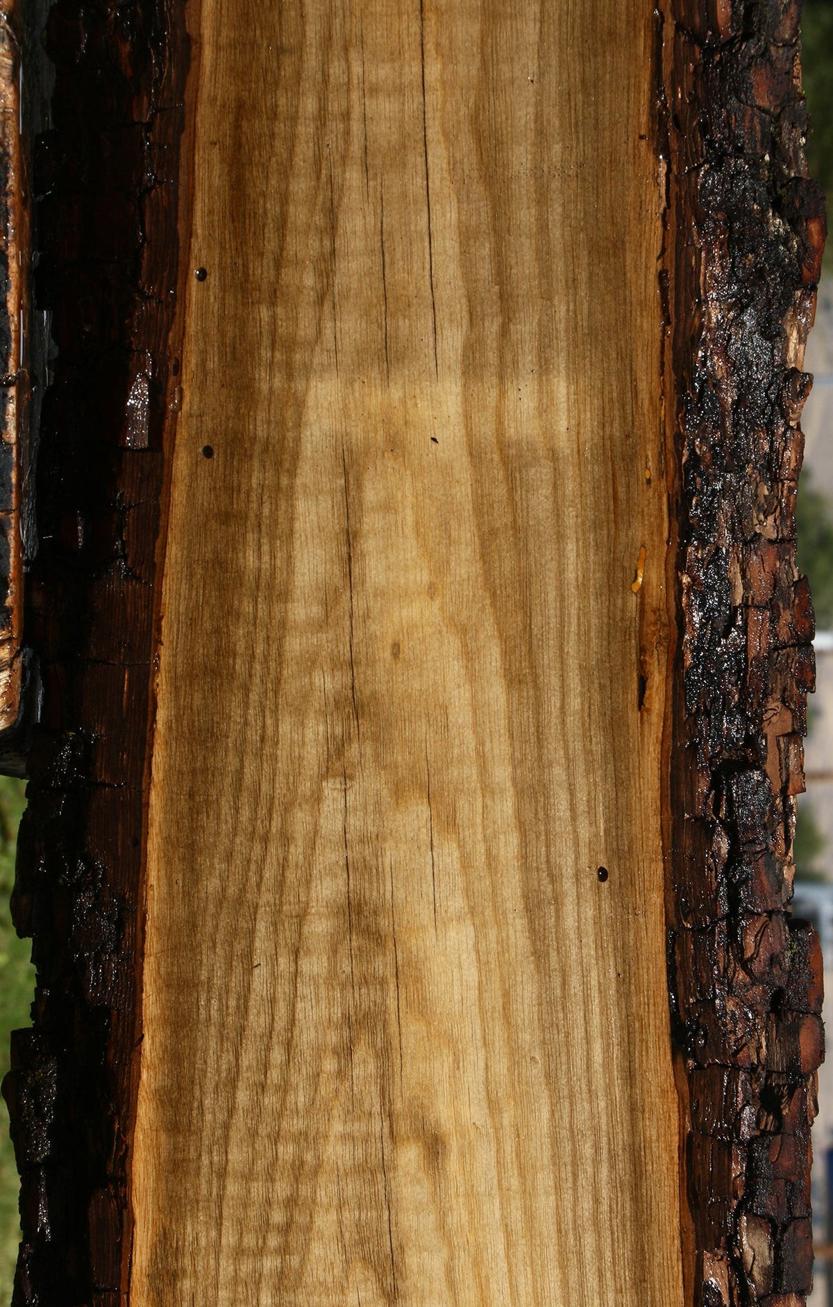 Figured Rustic Persimmon Live Edge Lumber